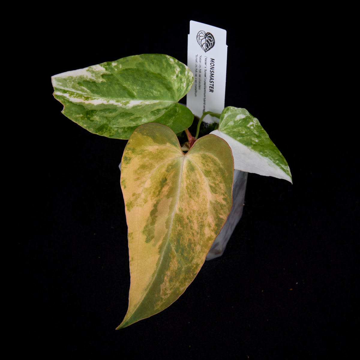 Anthurium (Kaiser x Sunset) x pap. var. seedlings