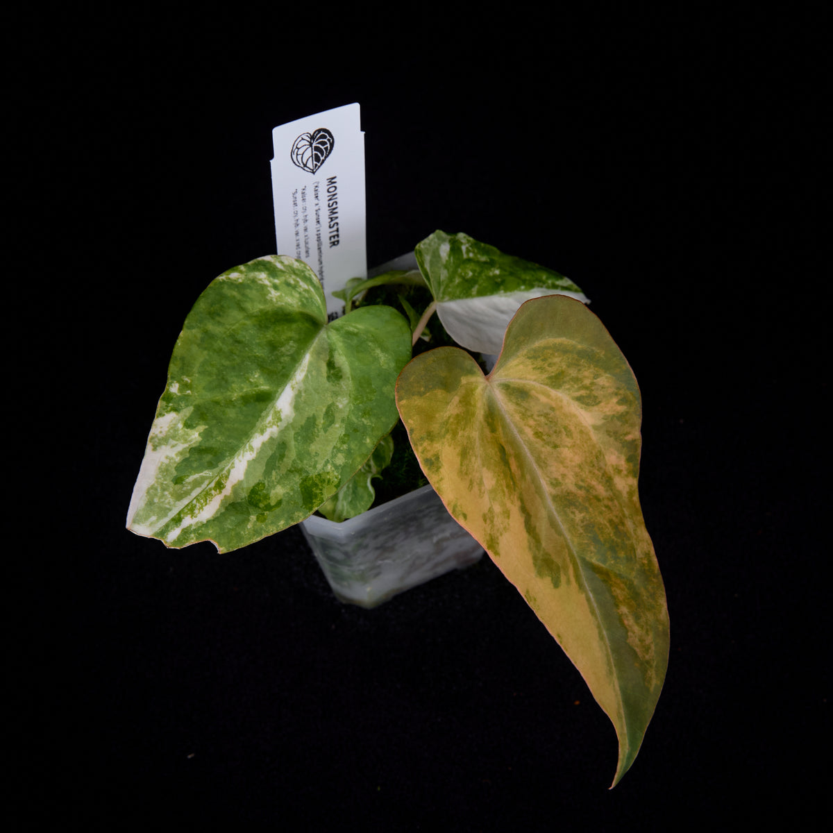 Anthurium (Kaiser x Sunset) x pap. var. seedlings