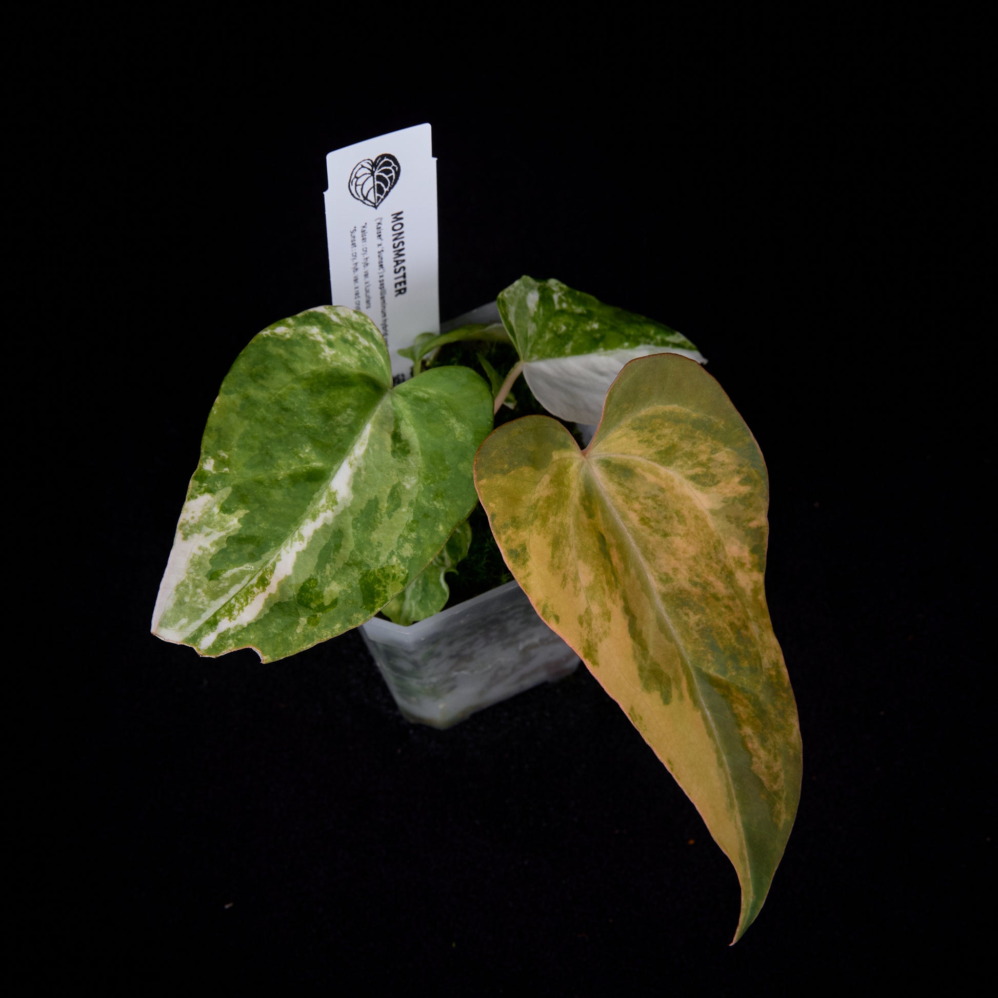 Anthurium (Kaiser x Sunset) x pap. var. seedlings