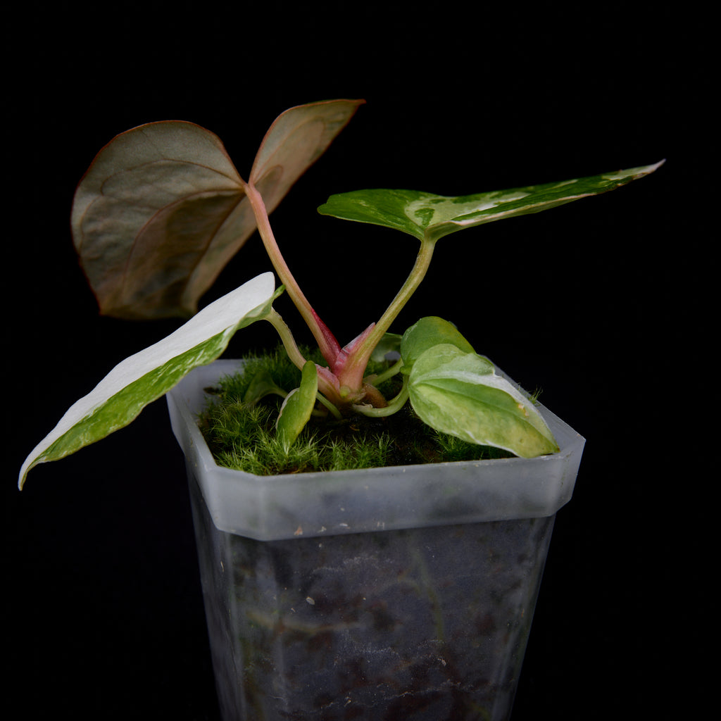 Anthurium (Kaiser x Sunset) x pap. var. seedlings