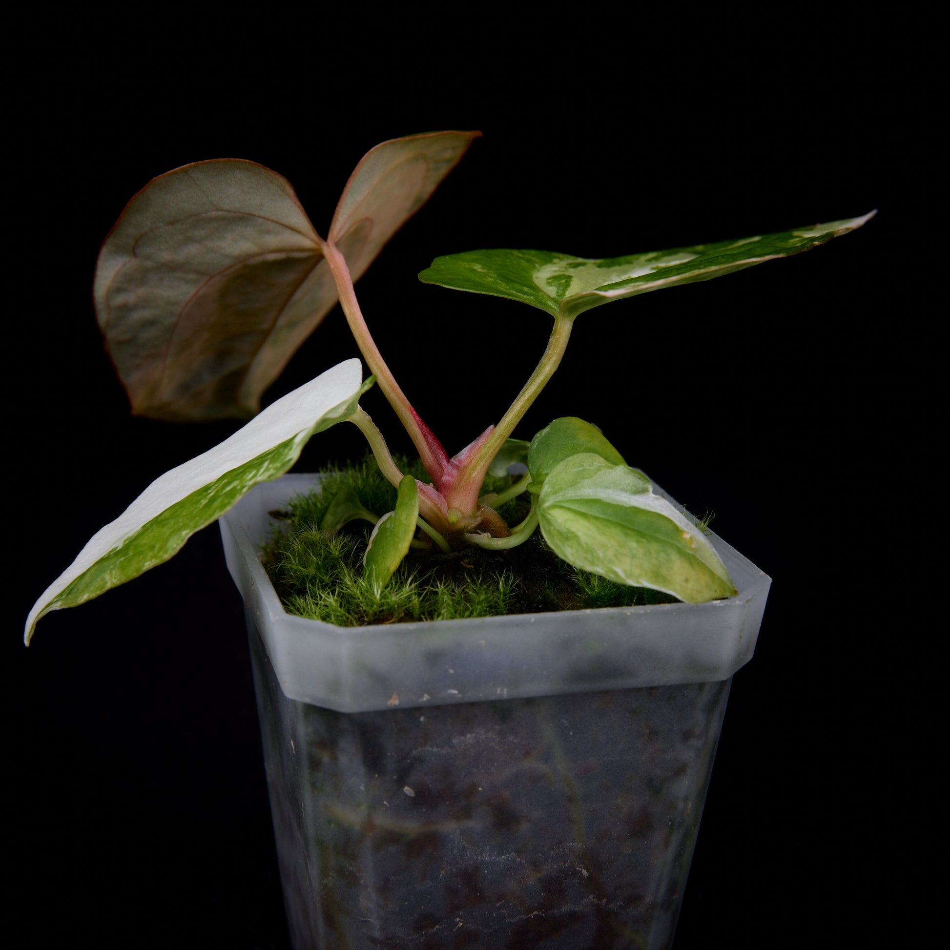 Anthurium (Kaiser x Sunset) x pap. var. seedlings