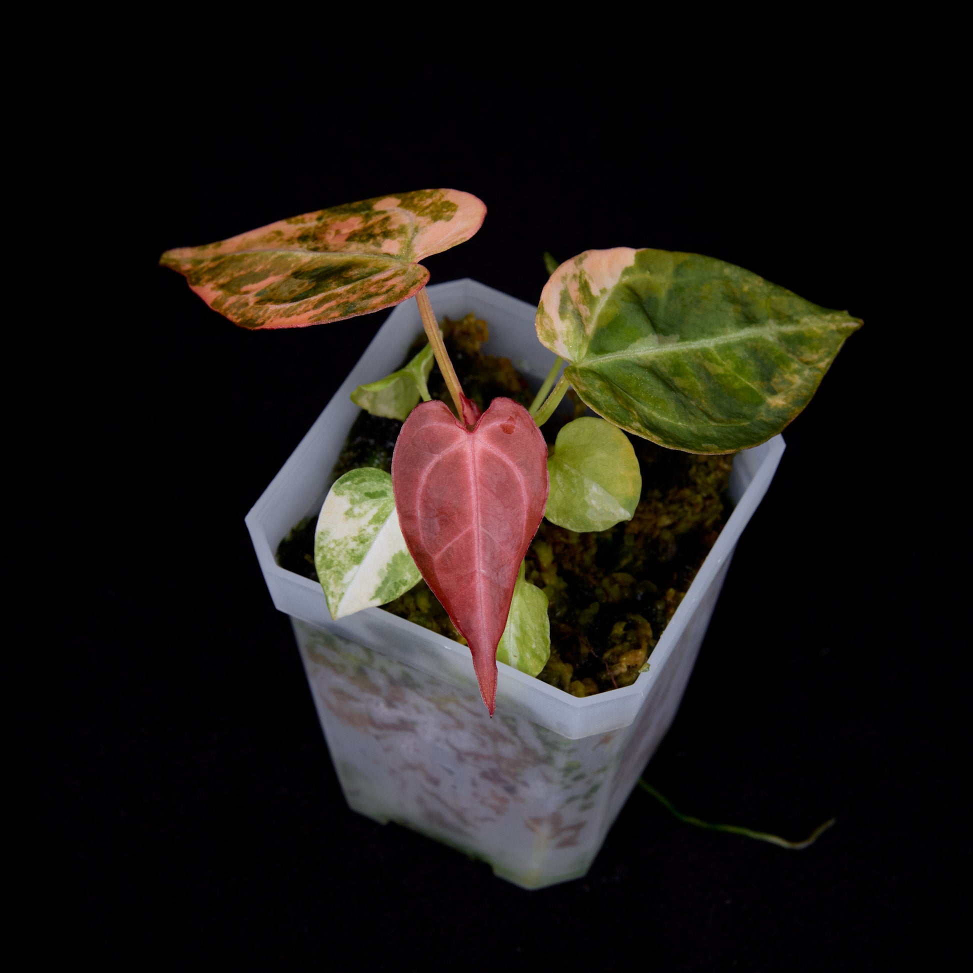 Anthurium (Kaiser x mag) x Phoenix seedlings