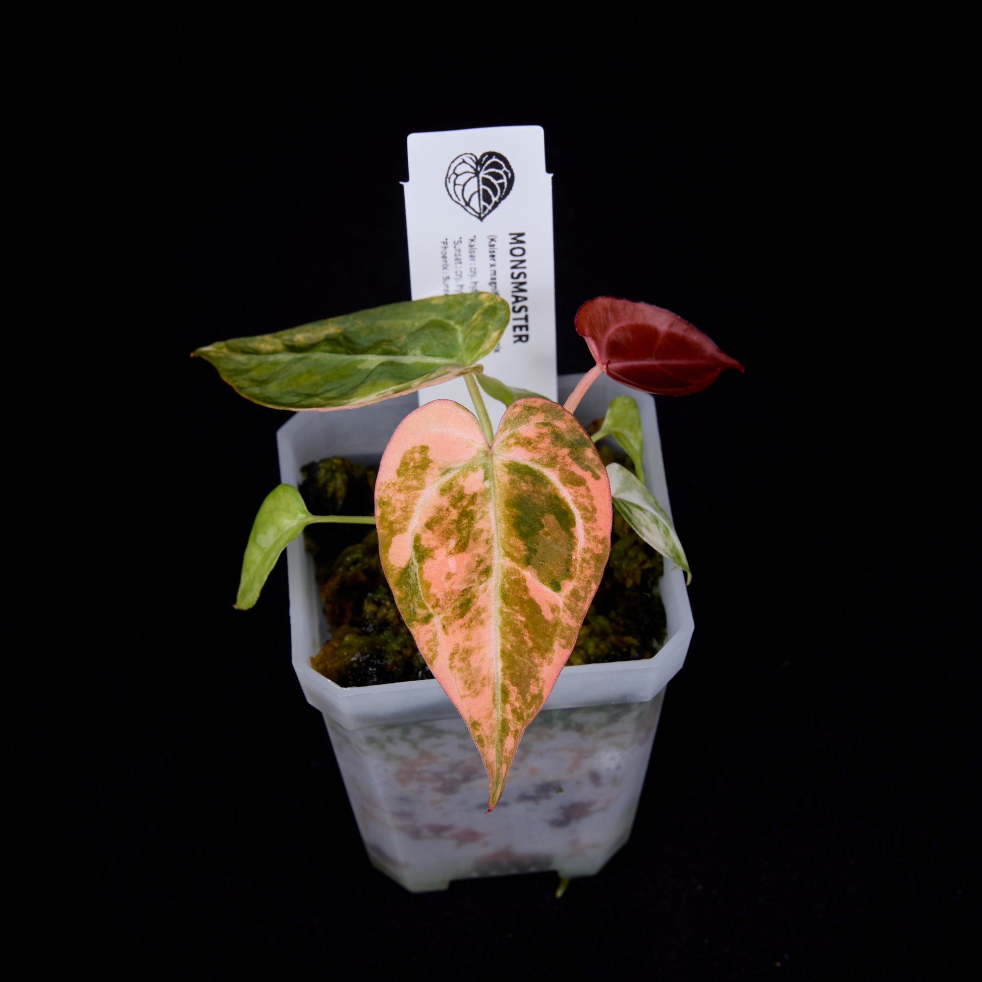 Anthurium (Kaiser x mag) x Phoenix seedlings
