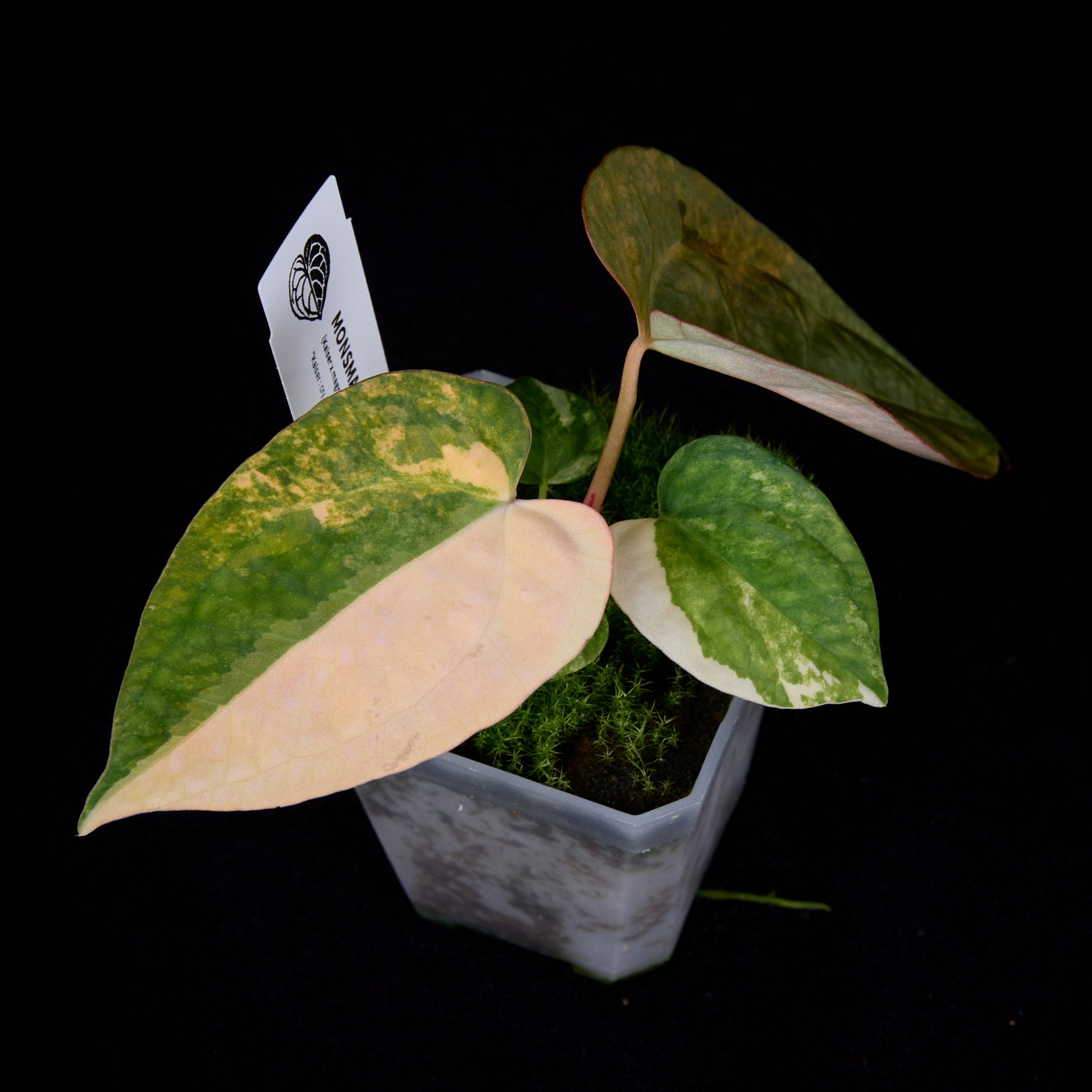 Anthurium (Kaiser x mag) x Ree Gardens (OG Clone) seedlings