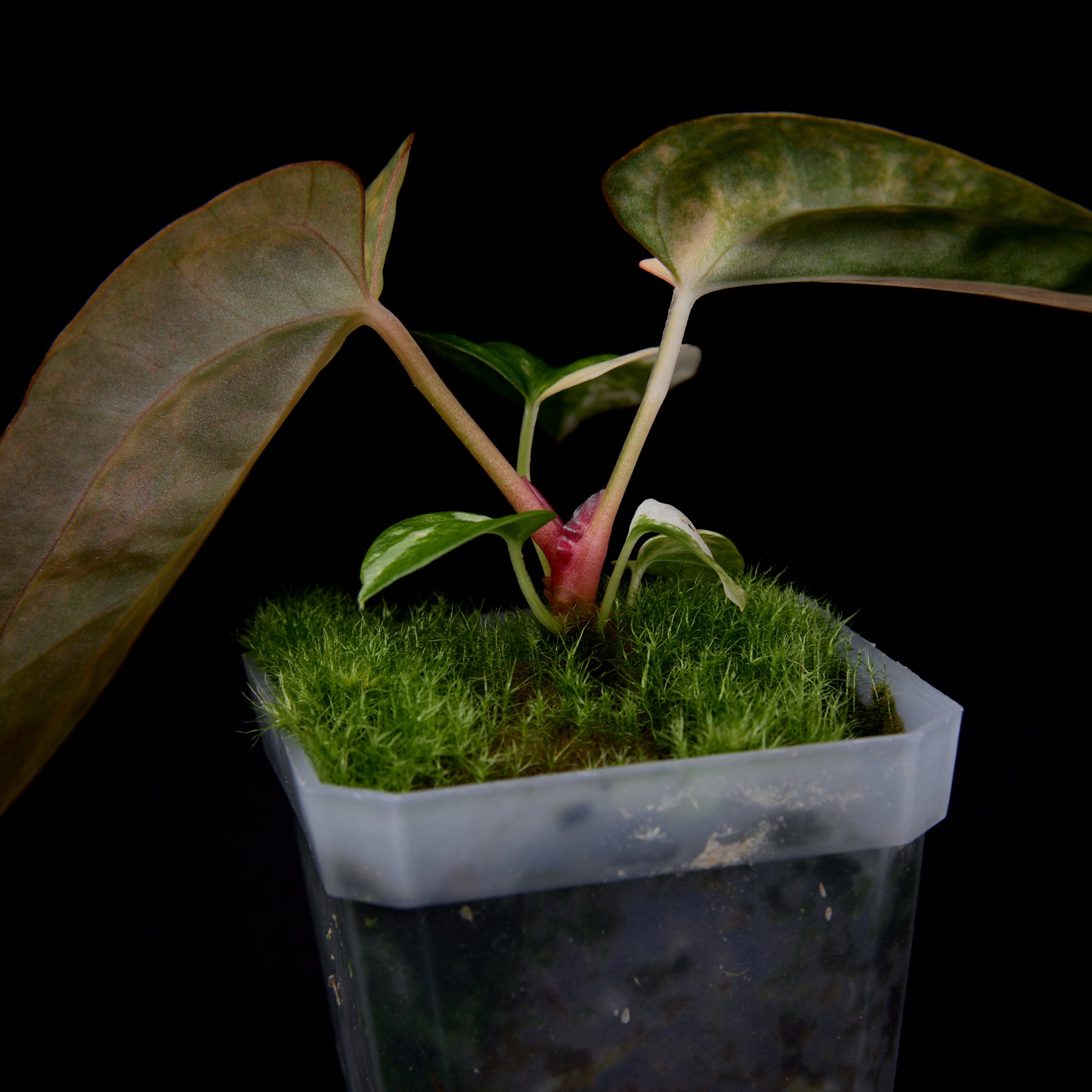 Anthurium (Kaiser x mag) x Ree Gardens (OG Clone) seedlings