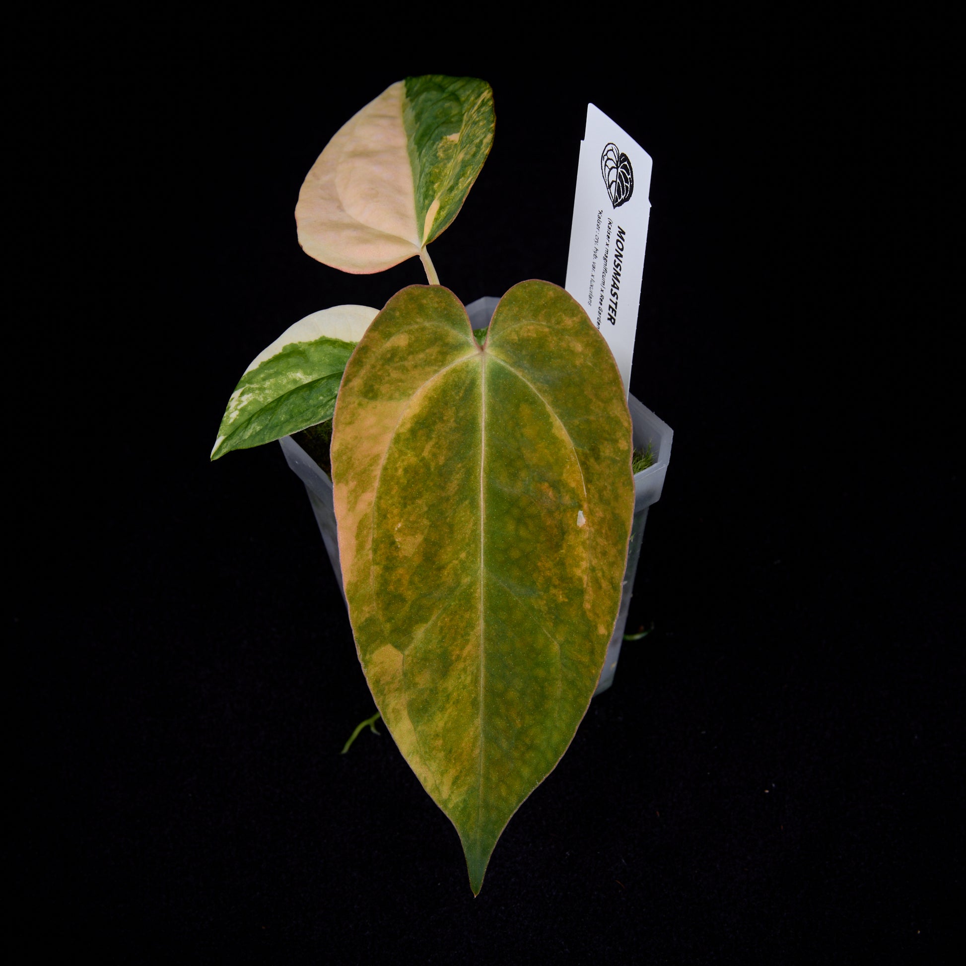 Anthurium (Kaiser x mag) x Ree Gardens (OG Clone) seedlings