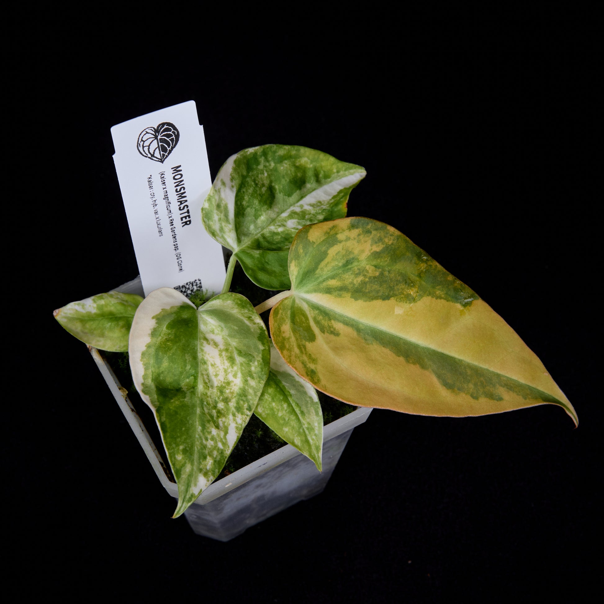 Anthurium (Kaiser x mag) x Ree Gardens (OG Clone) seedlings