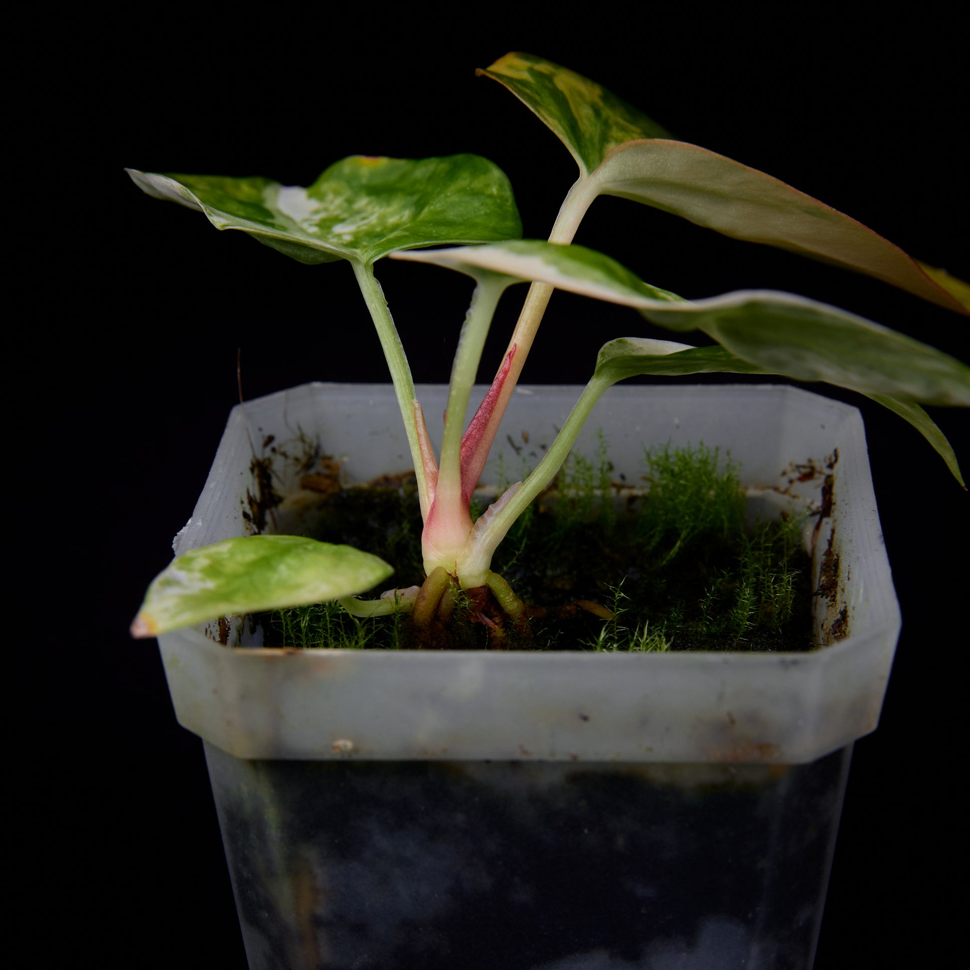 Anthurium (Kaiser x mag) x Ree Gardens (OG Clone) seedlings