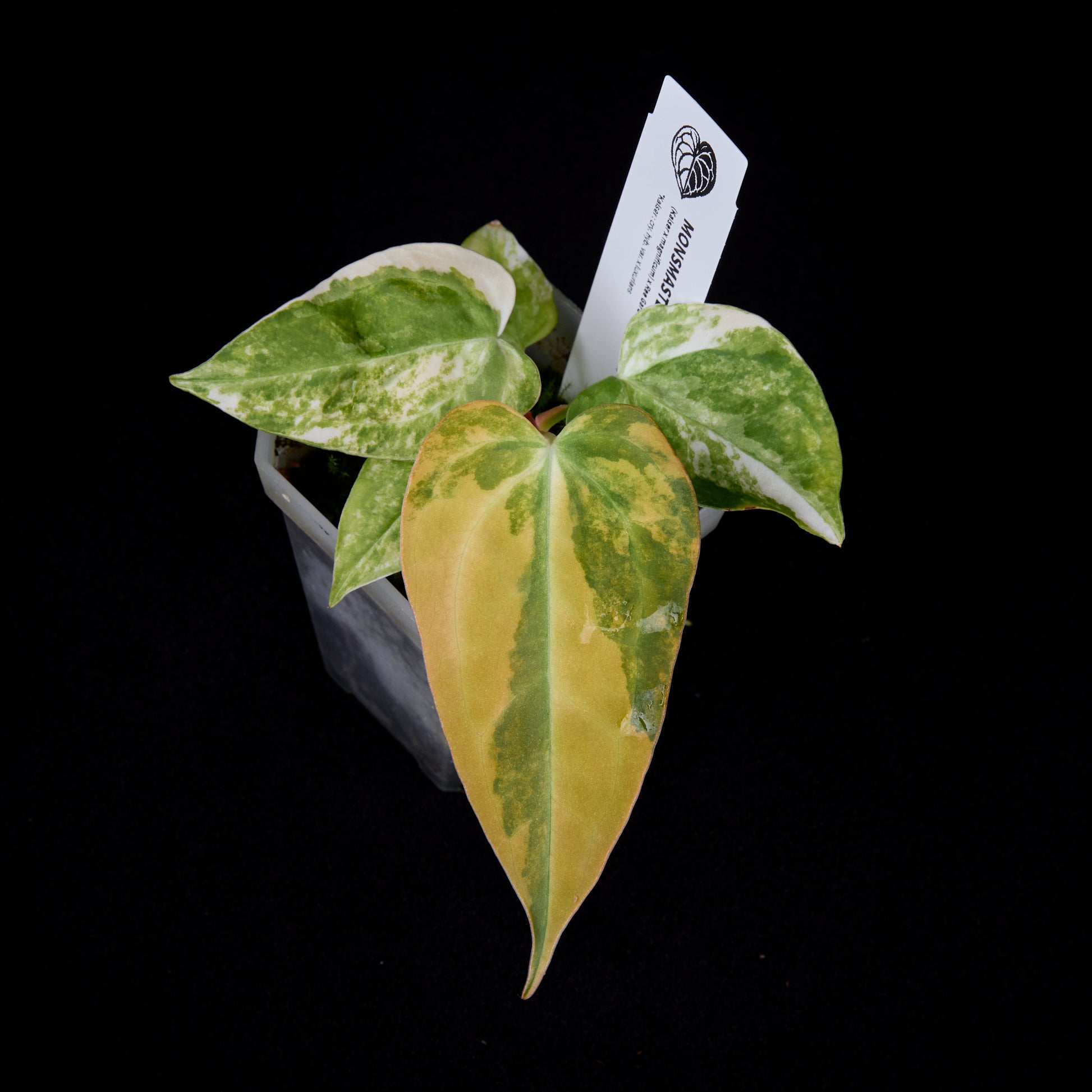 Anthurium (Kaiser x mag) x Ree Gardens (OG Clone) seedlings