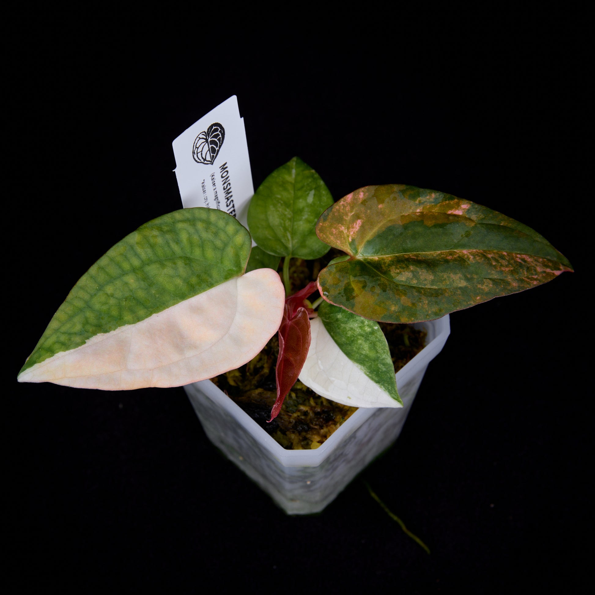 Anthurium (Kaiser x mag) x Ree Gardens (OG Clone) seedlings