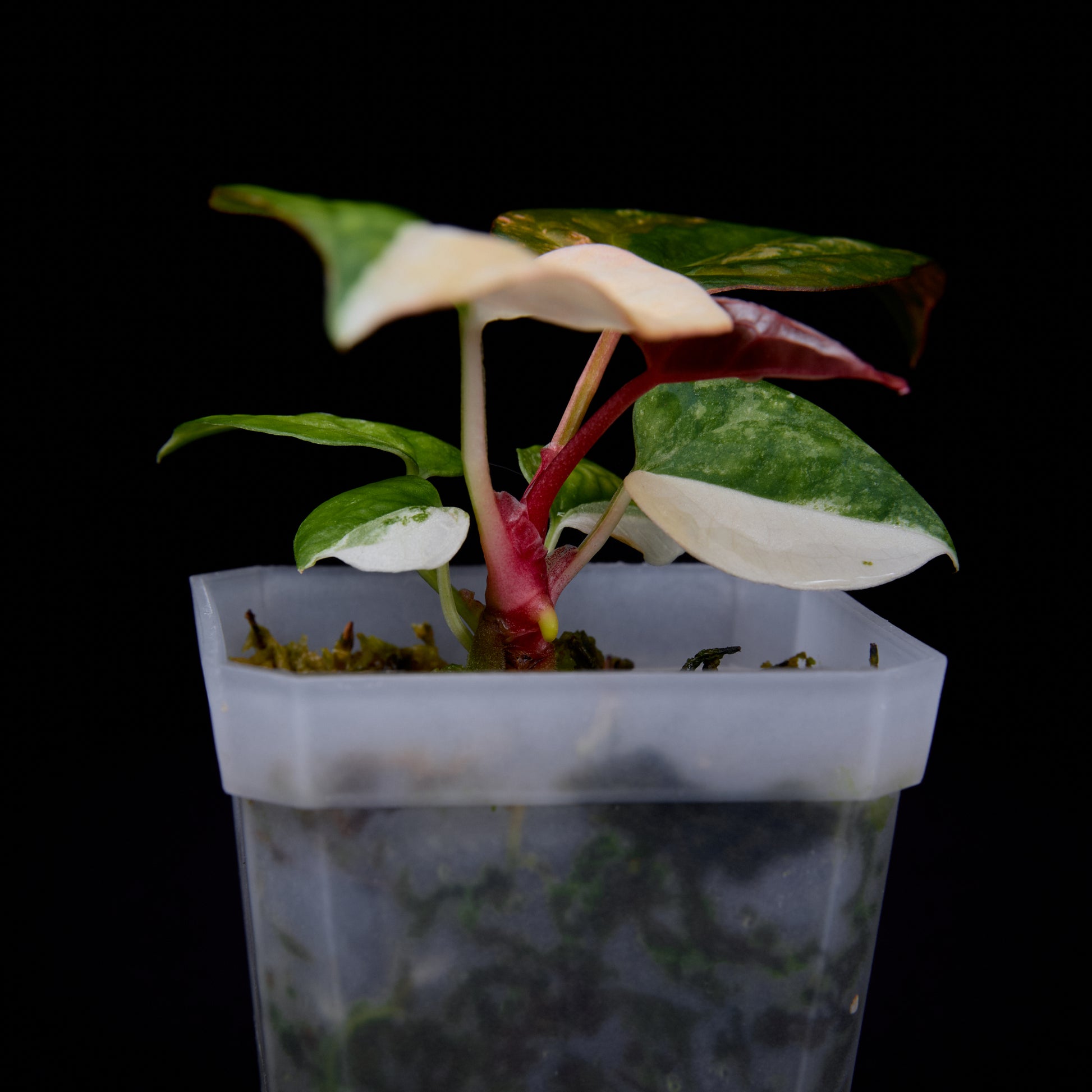 Anthurium (Kaiser x mag) x Ree Gardens (OG Clone) seedlings