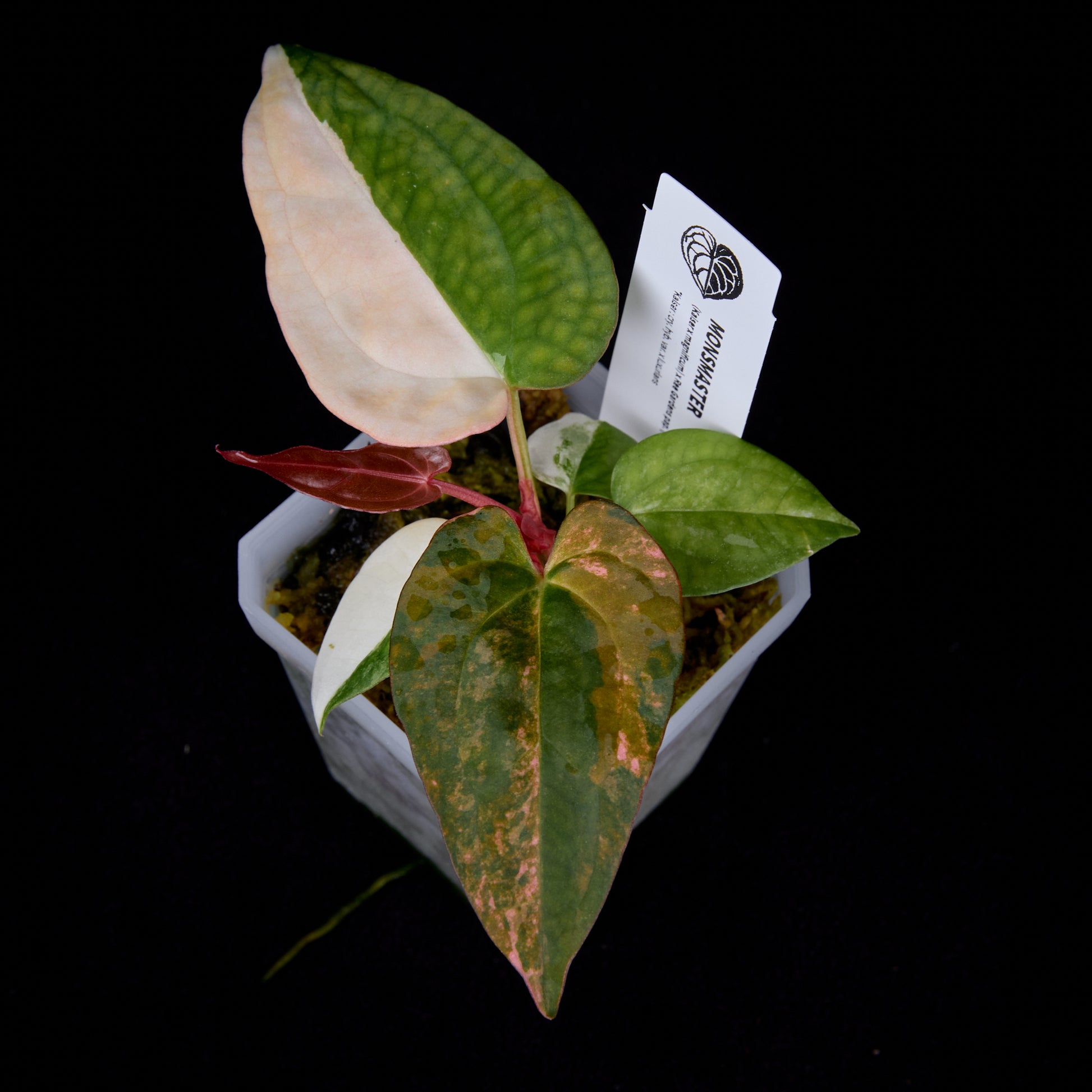 Anthurium (Kaiser x mag) x Ree Gardens (OG Clone) seedlings