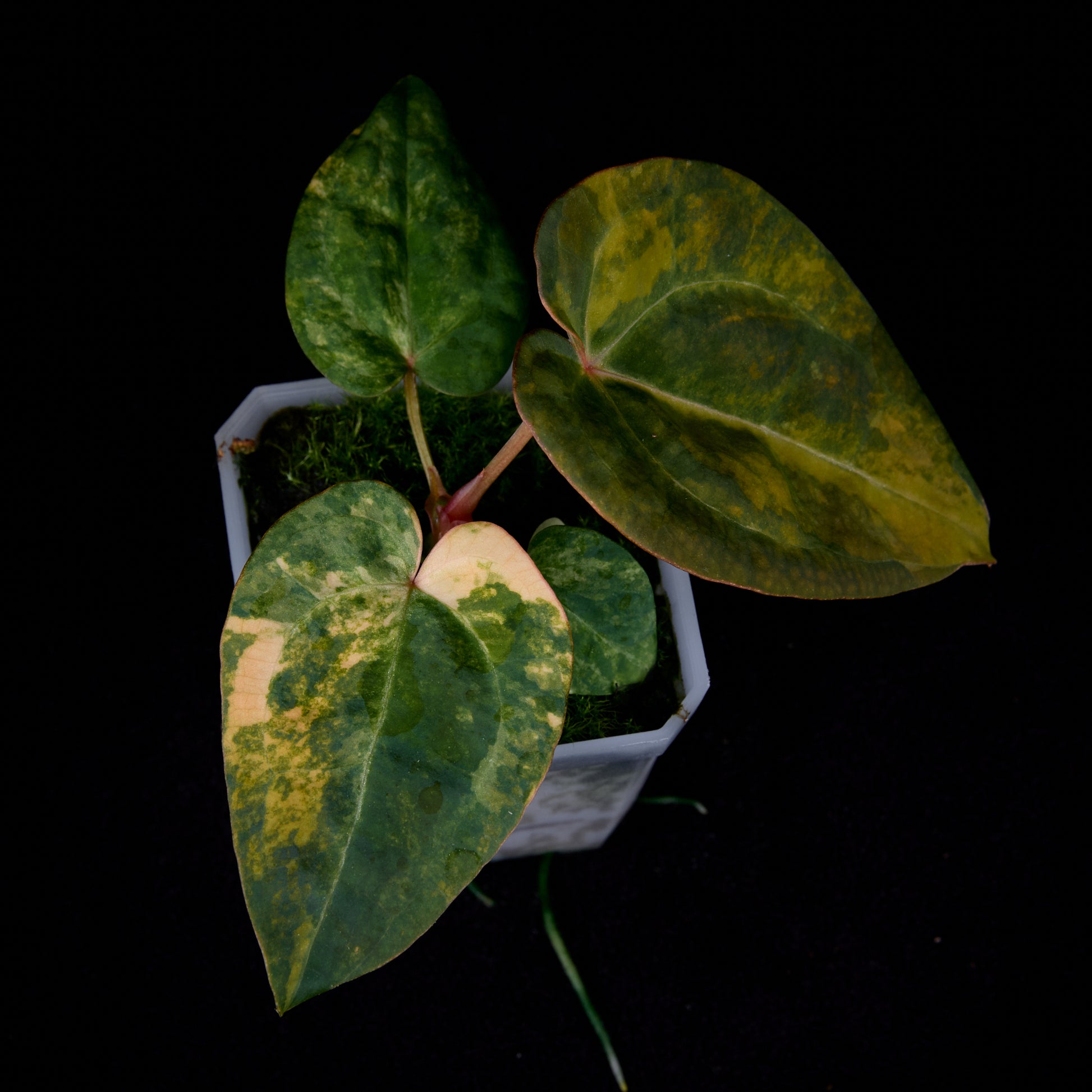 Anthurium (Kaiser x mag) x Phoenix seedlings