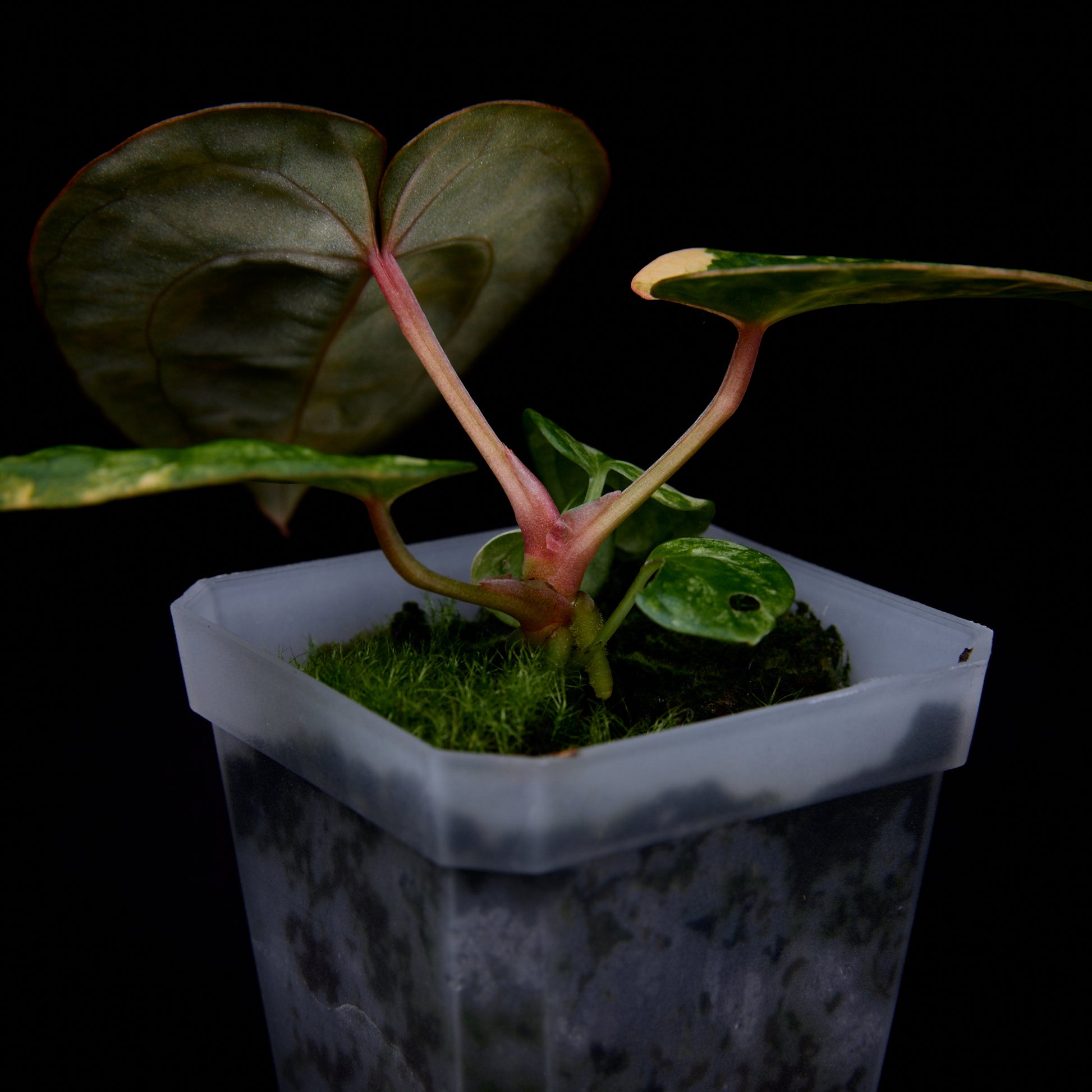 Anthurium (Kaiser x mag) x Phoenix seedlings
