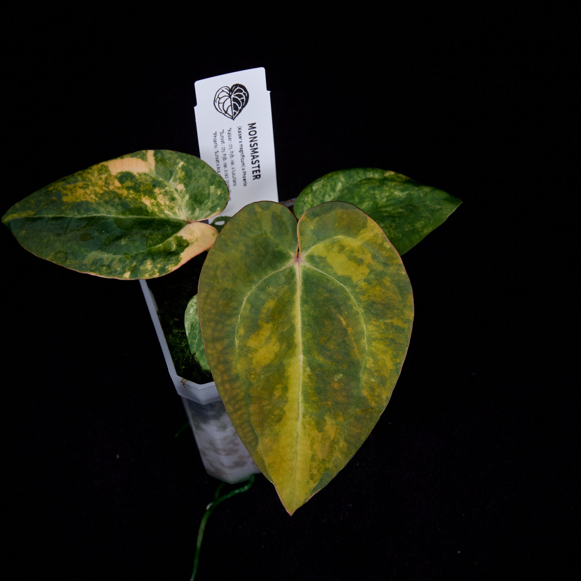 Anthurium (Kaiser x mag) x Phoenix seedlings
