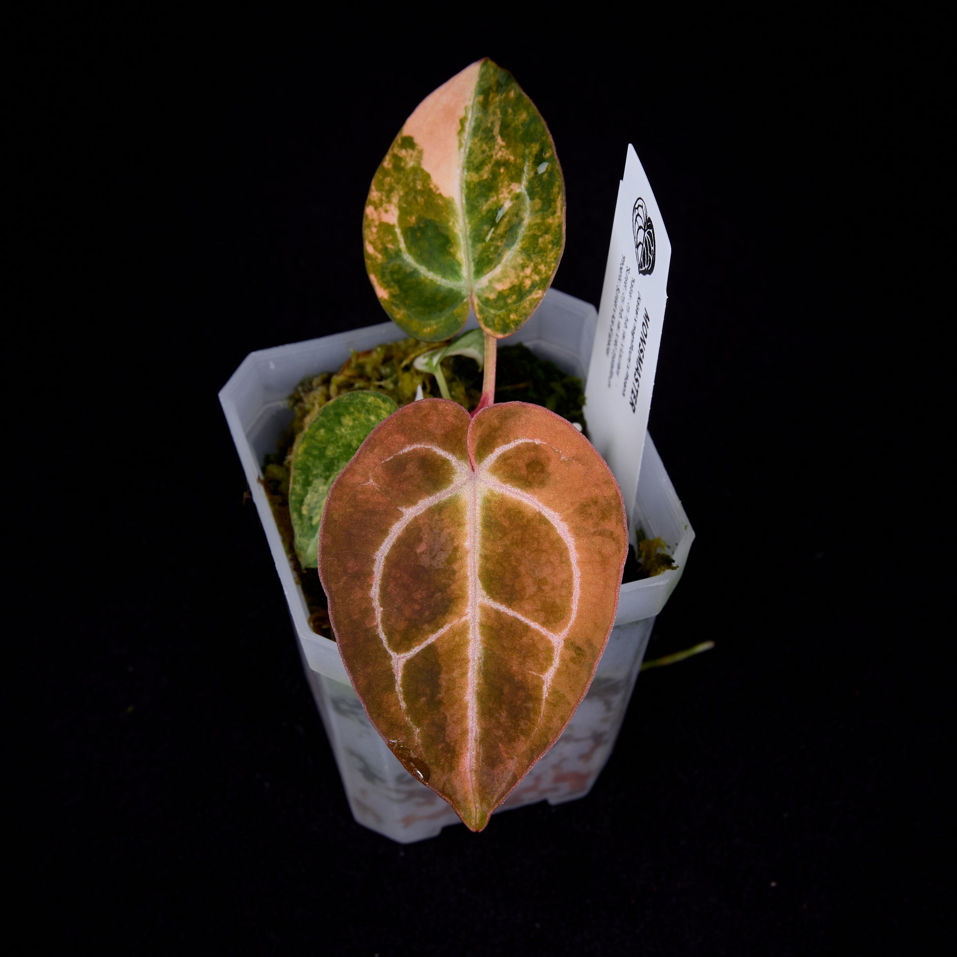 Anthurium (Kaiser x mag) x Phoenix seedlings