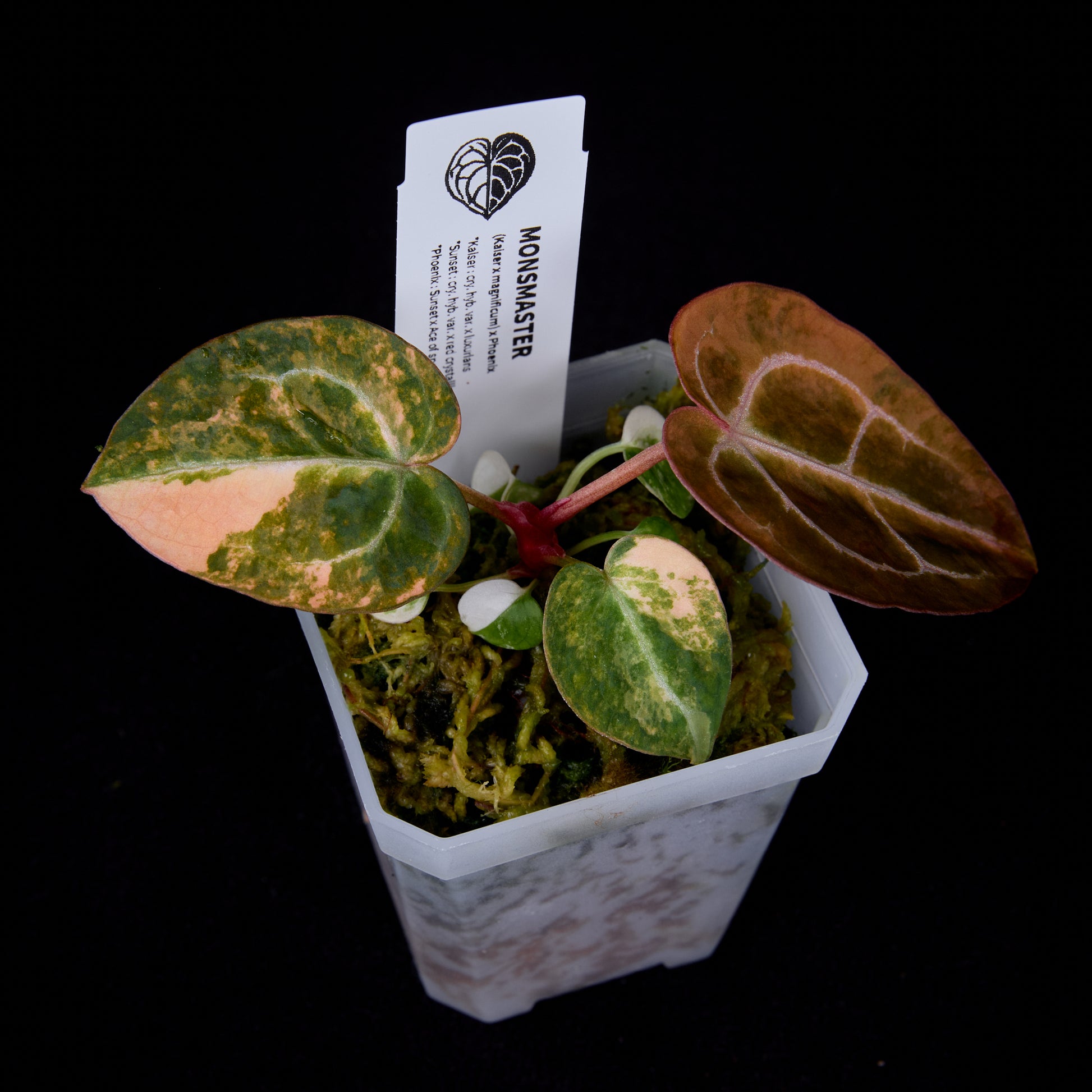 Anthurium (Kaiser x mag) x Phoenix seedlings