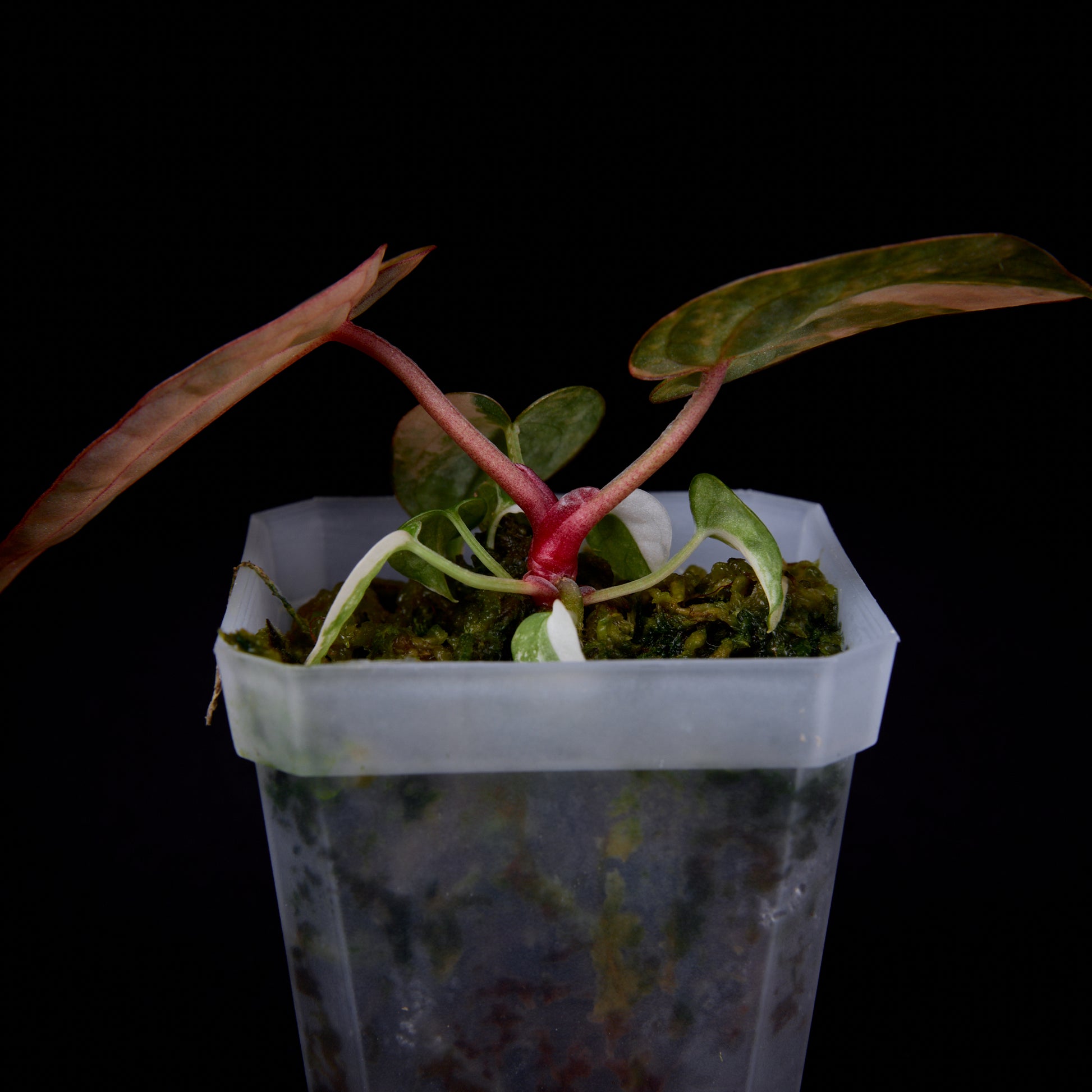 Anthurium (Kaiser x mag) x Phoenix seedlings