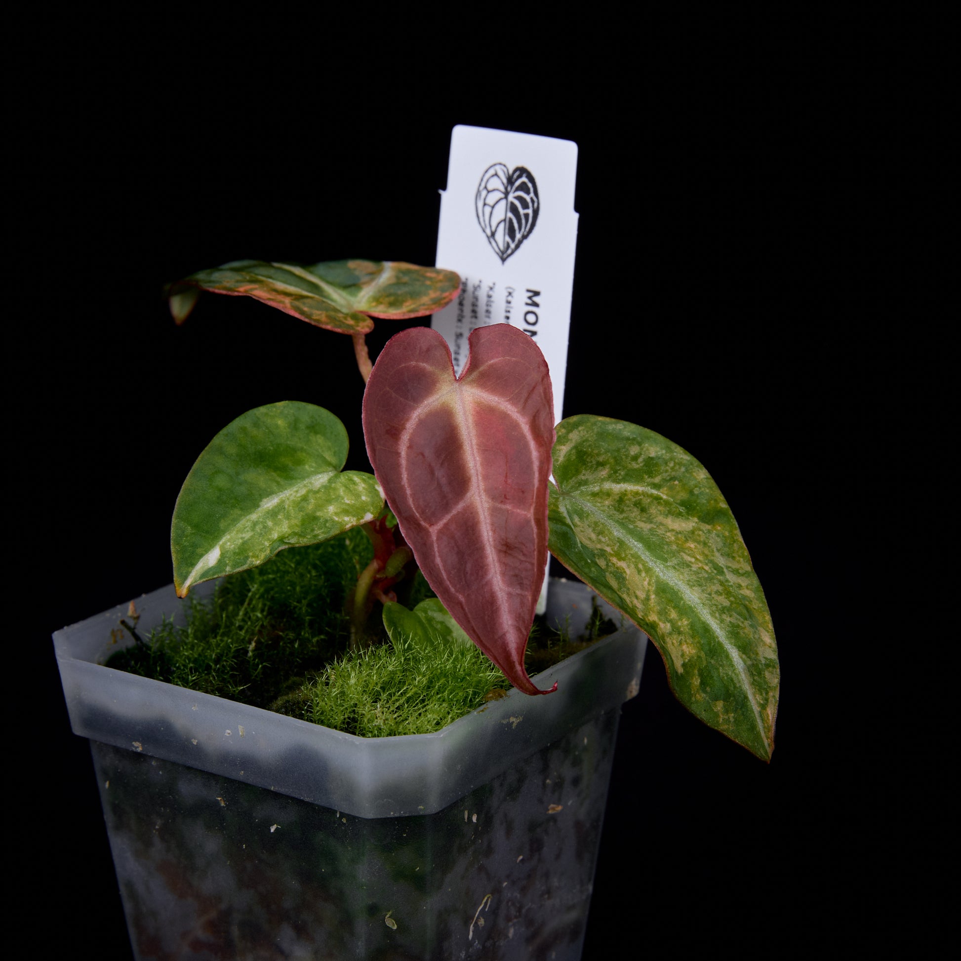 Anthurium (Kaiser x mag) x Phoenix seedlings