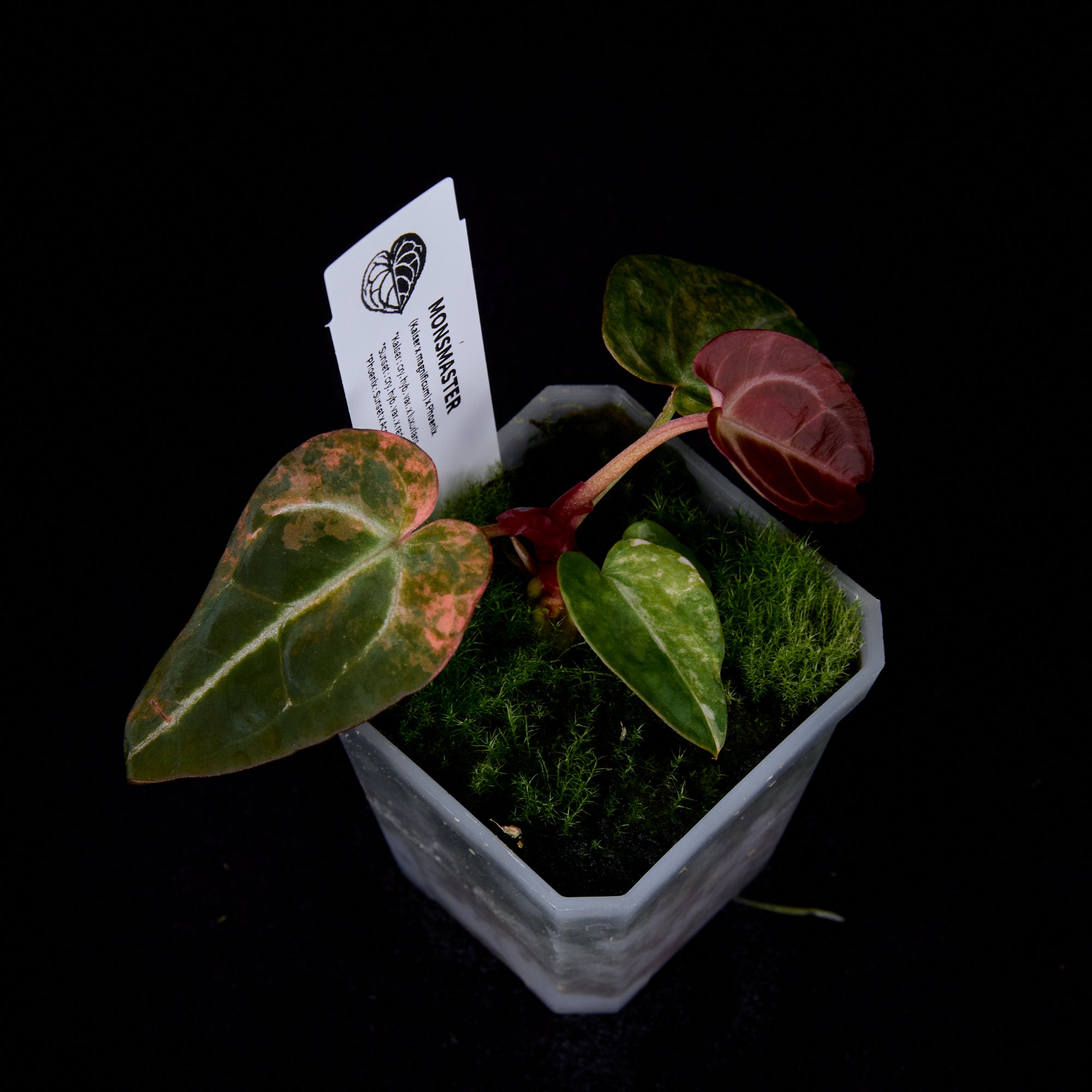 Seedlings & Seeds – ANTHMASTER