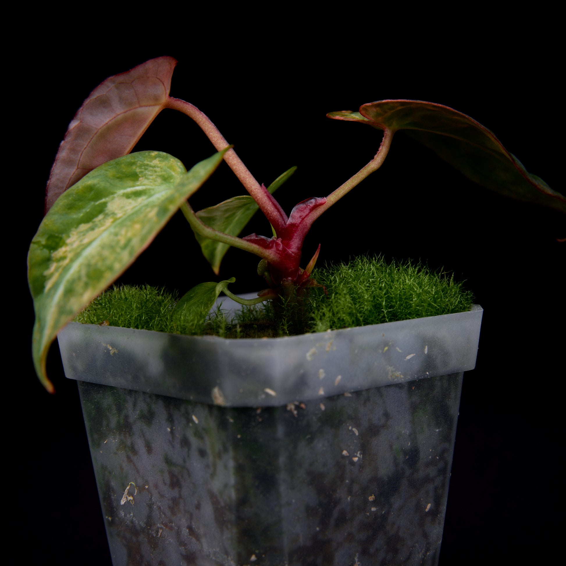 Anthurium (Kaiser x mag) x Phoenix seedlings