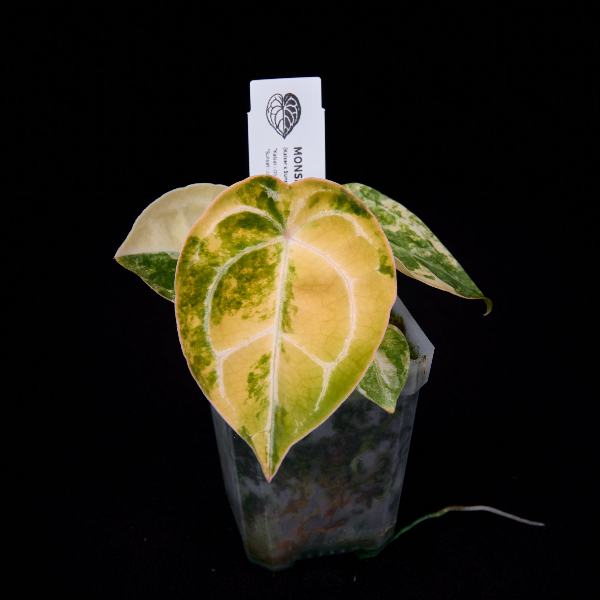 Anthurium (Kaiser x Sunset) x forgetii seedlings