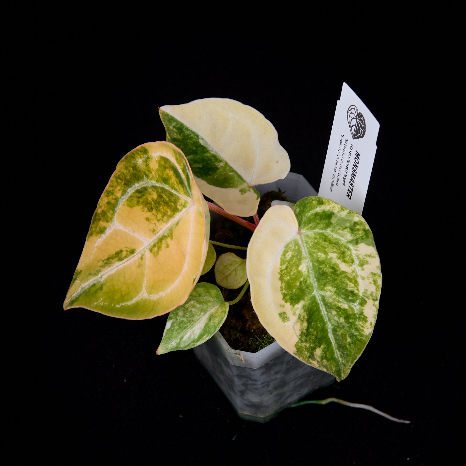 Anthurium (Kaiser x Sunset) x forgetii seedlings