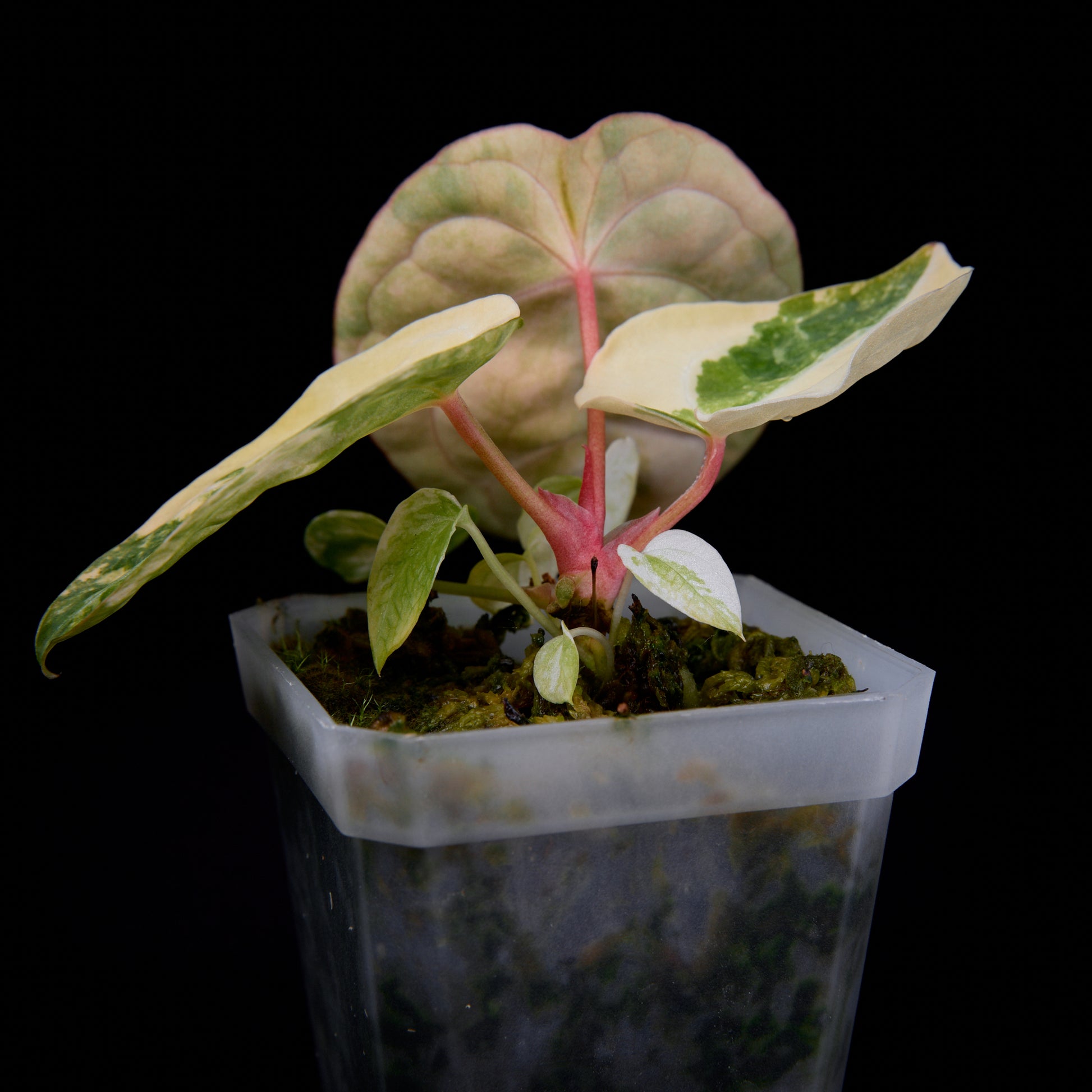 Anthurium (Kaiser x Sunset) x forgetii seedlings