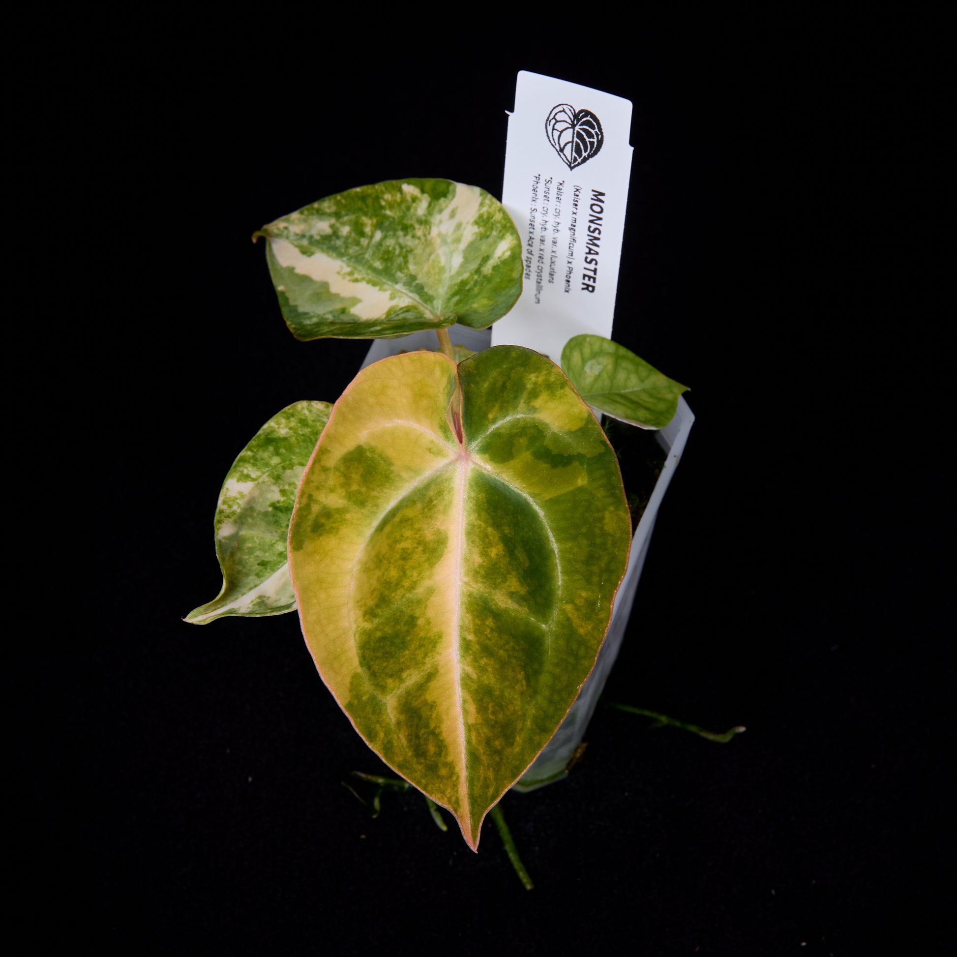 Anthurium (Kaiser x mag) x Phoenix seedlings