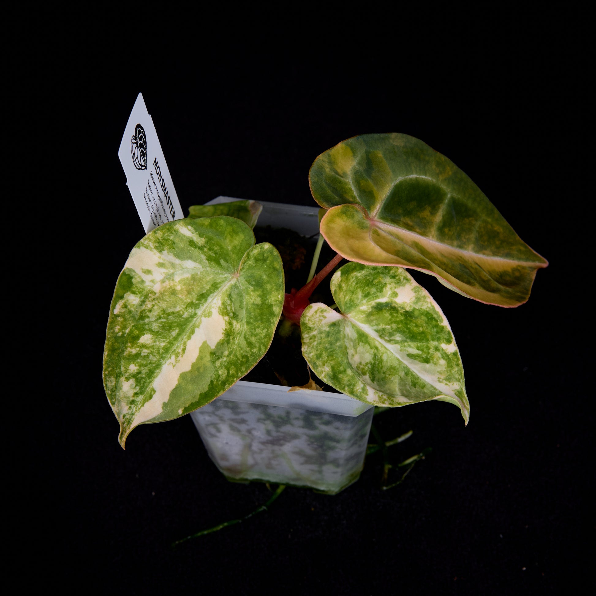 Anthurium (Kaiser x mag) x Phoenix seedlings
