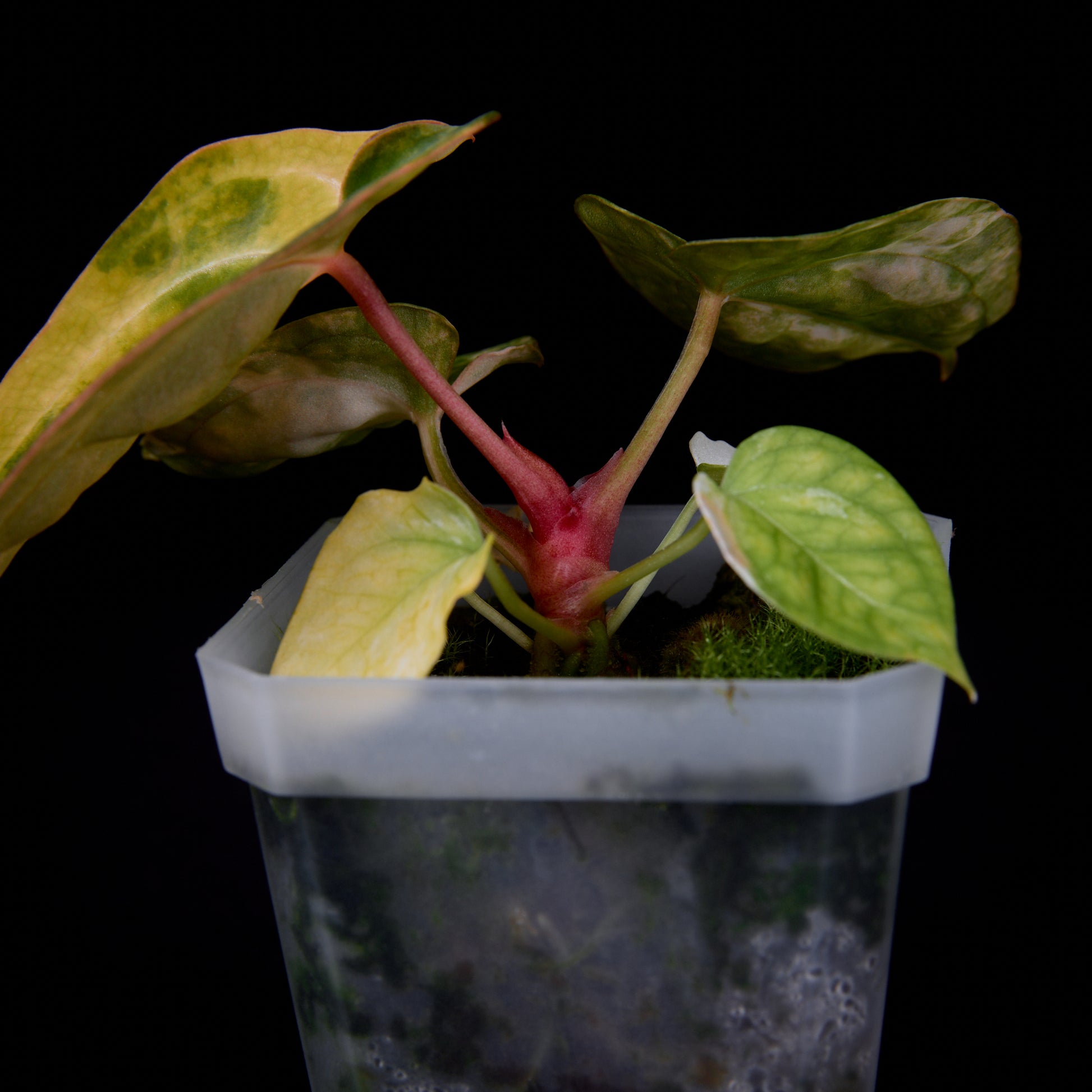 Anthurium (Kaiser x mag) x Phoenix seedlings