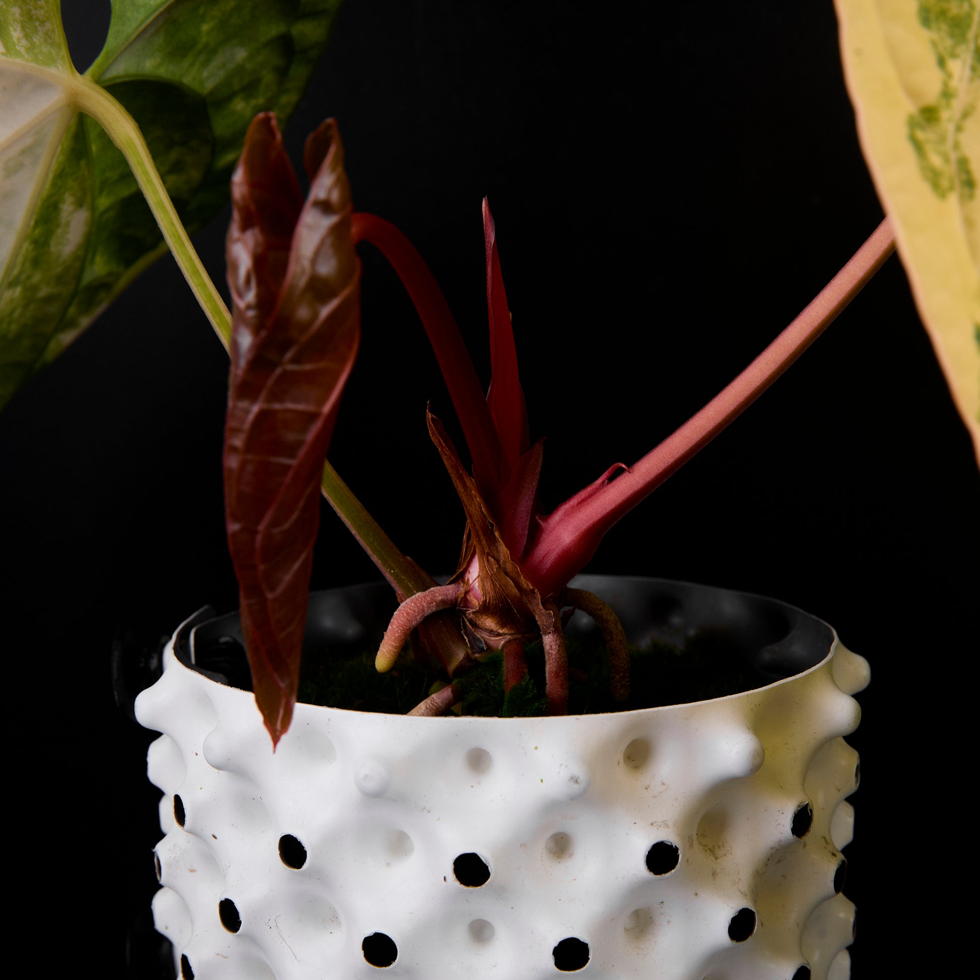 Anthurium 'AM1(Kaiser)' x radicans