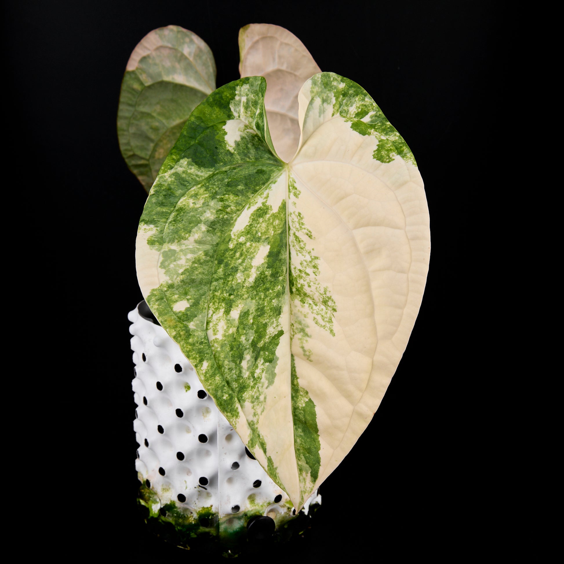 Anthurium 'AM1(Kaiser)' x radicans