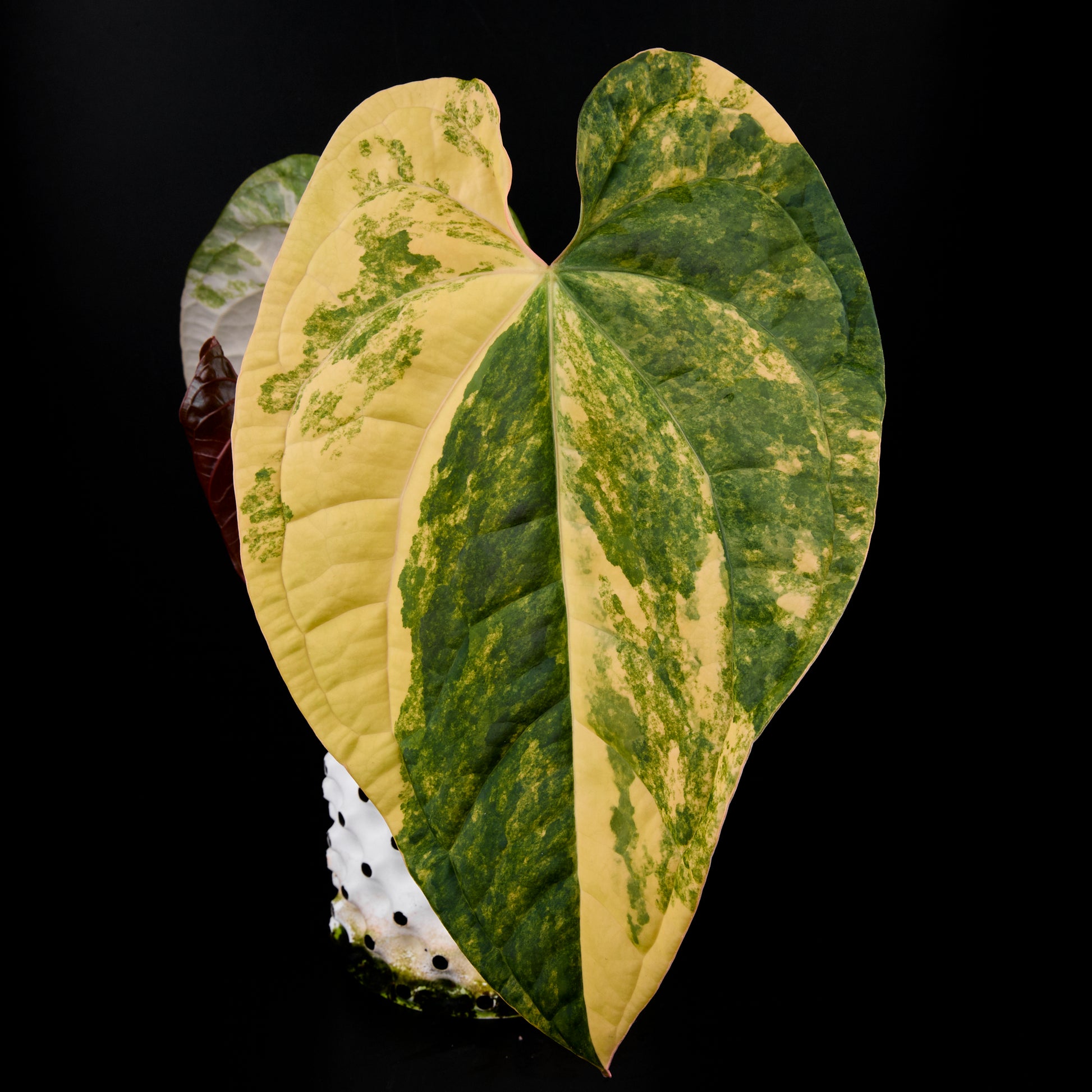 Anthurium 'AM1(Kaiser)' x radicans