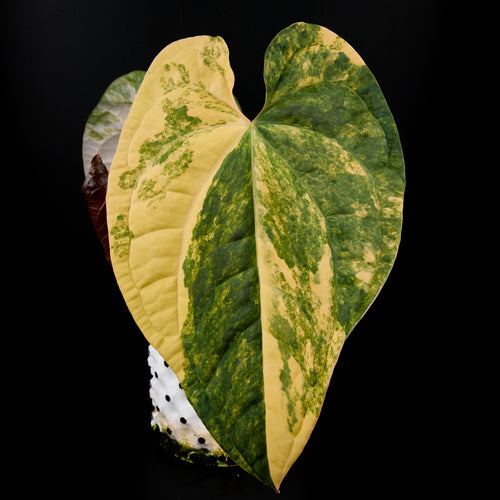 Anthurium 'AM1(Kaiser)' x radicans