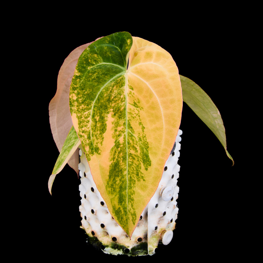 Anthurium 'AM2 (Sunset)'x AoS Small Seedlings – Grower’s Choice