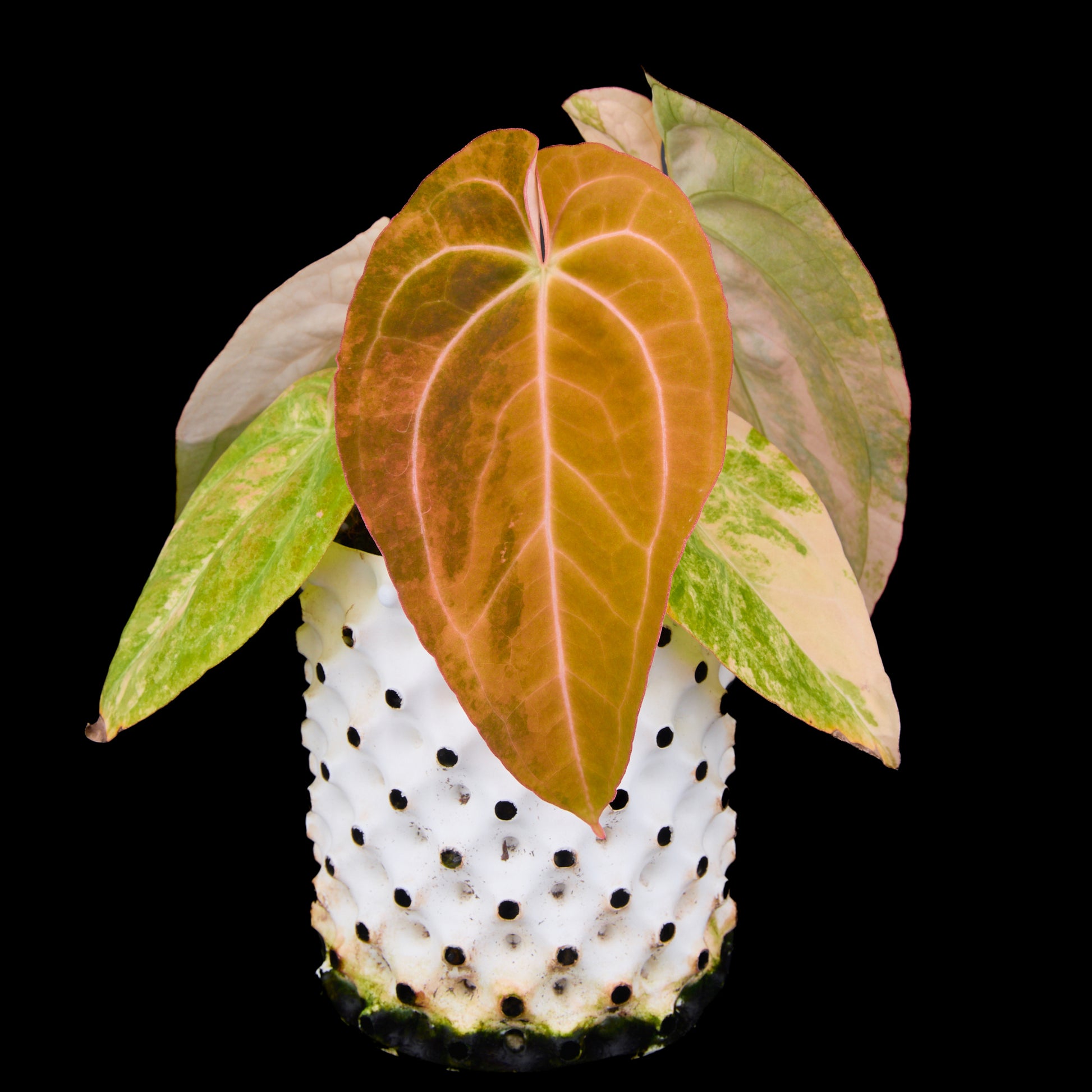 Anthurium 'AM2 (Sunset)'x AoS Small Seedlings – Grower’s Choice