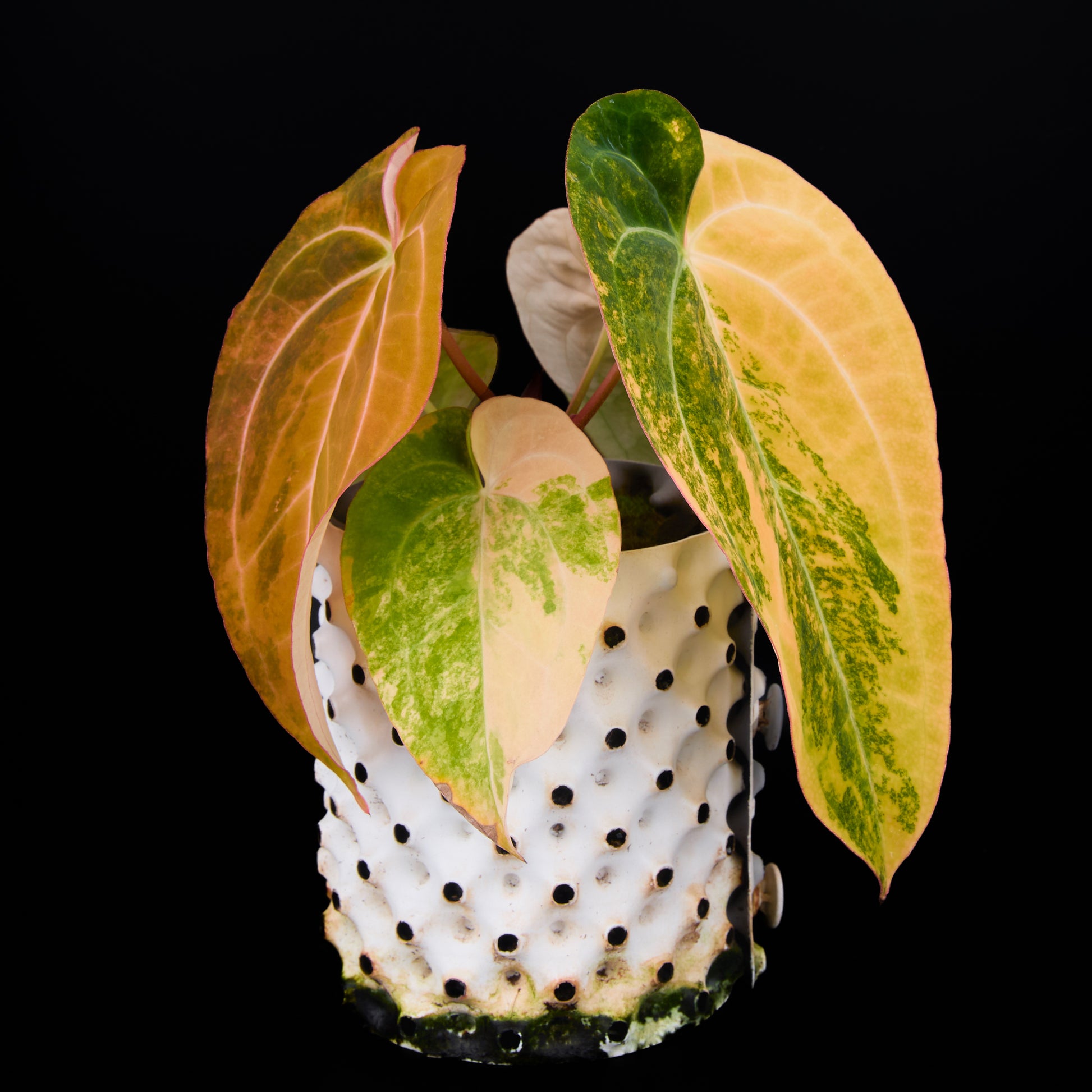 Anthurium 'AM2 (Sunset)'x AoS Small Seedlings – Grower’s Choice