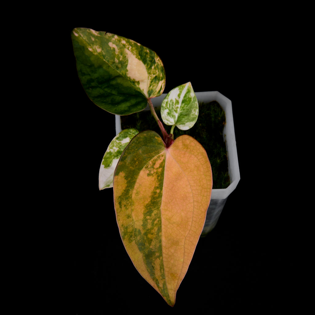 Anthurium 'AM1(Kaiser)' x AoS Seedlings