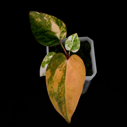 Anthurium 'AM1(Kaiser)' x AoS Seedlings