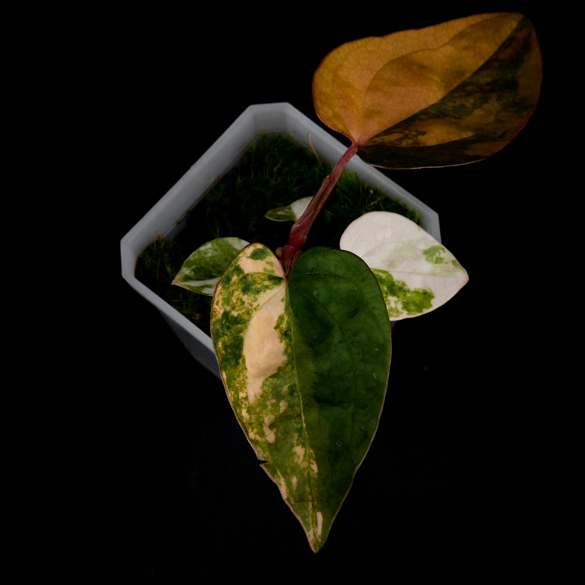 Anthurium 'AM1(Kaiser)' x AoS Seedlings