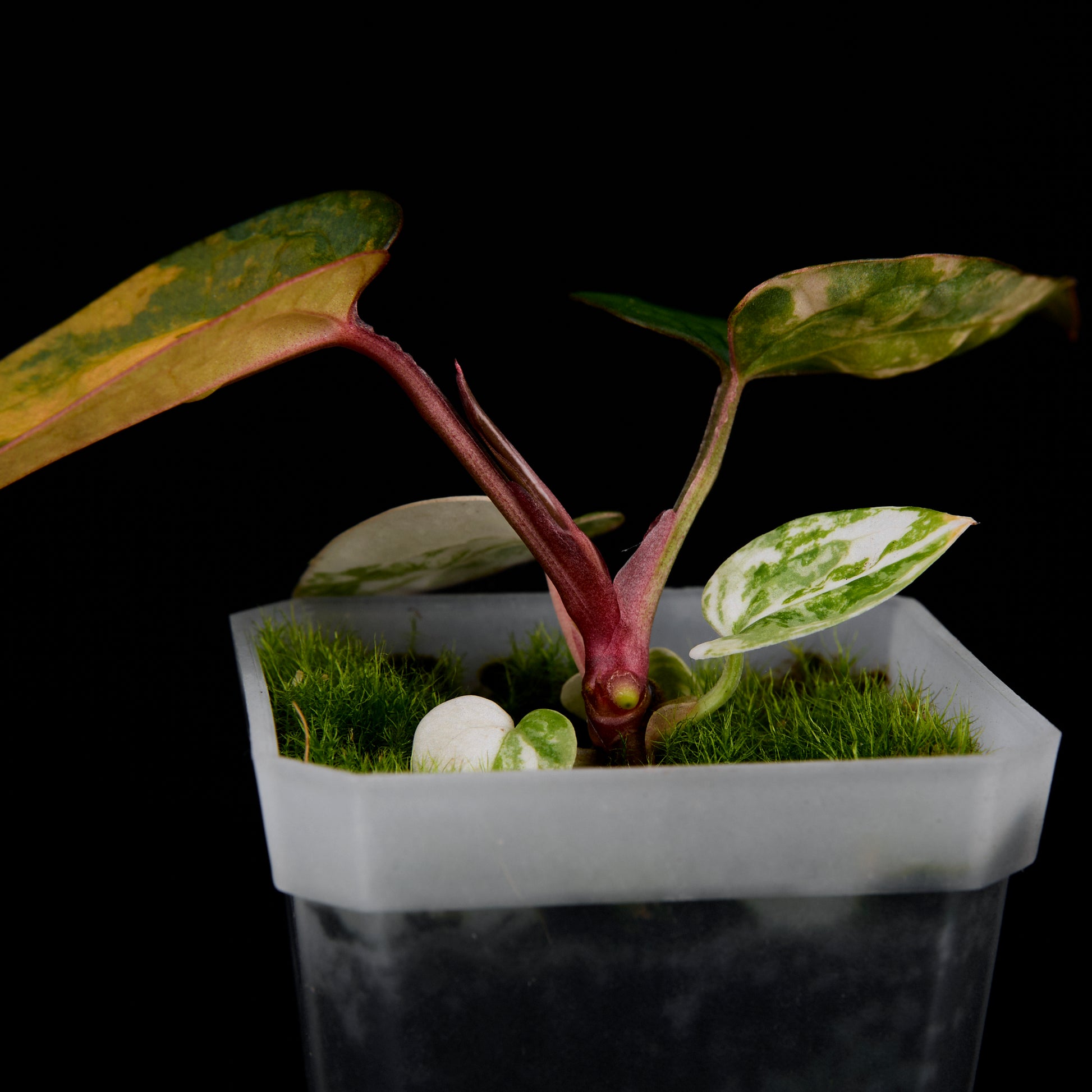 Anthurium 'AM1(Kaiser)' x AoS Seedlings