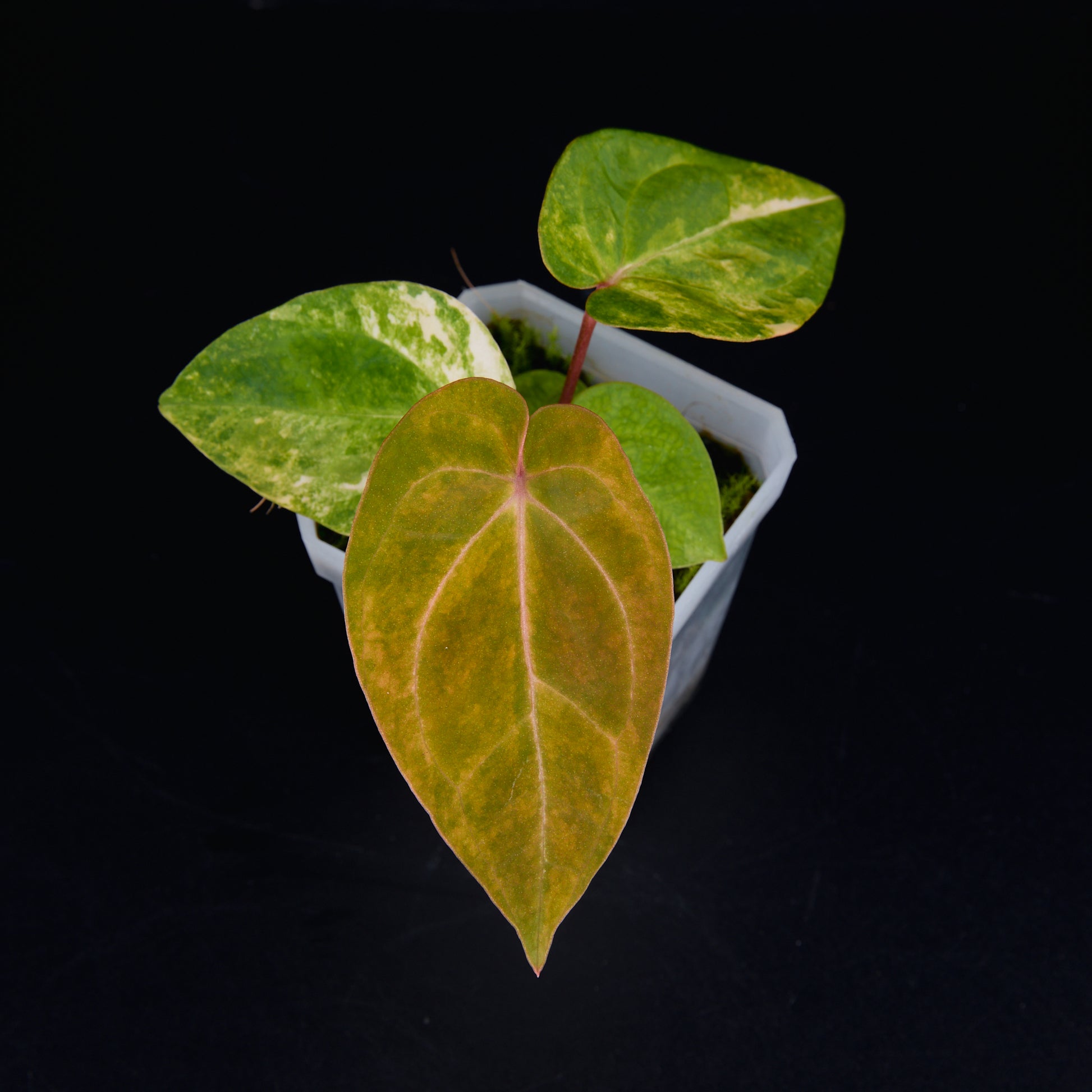 Anthurium 'AM2(Sunset)' x AOS Seedlings A