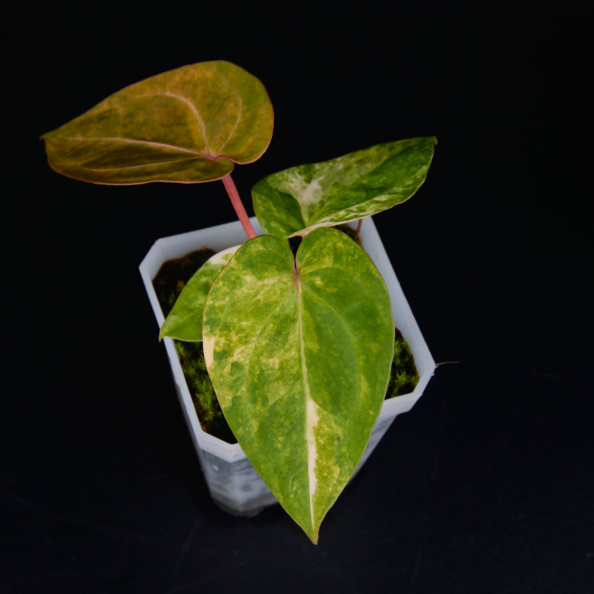 Anthurium 'AM2(Sunset)' x AOS Seedlings A