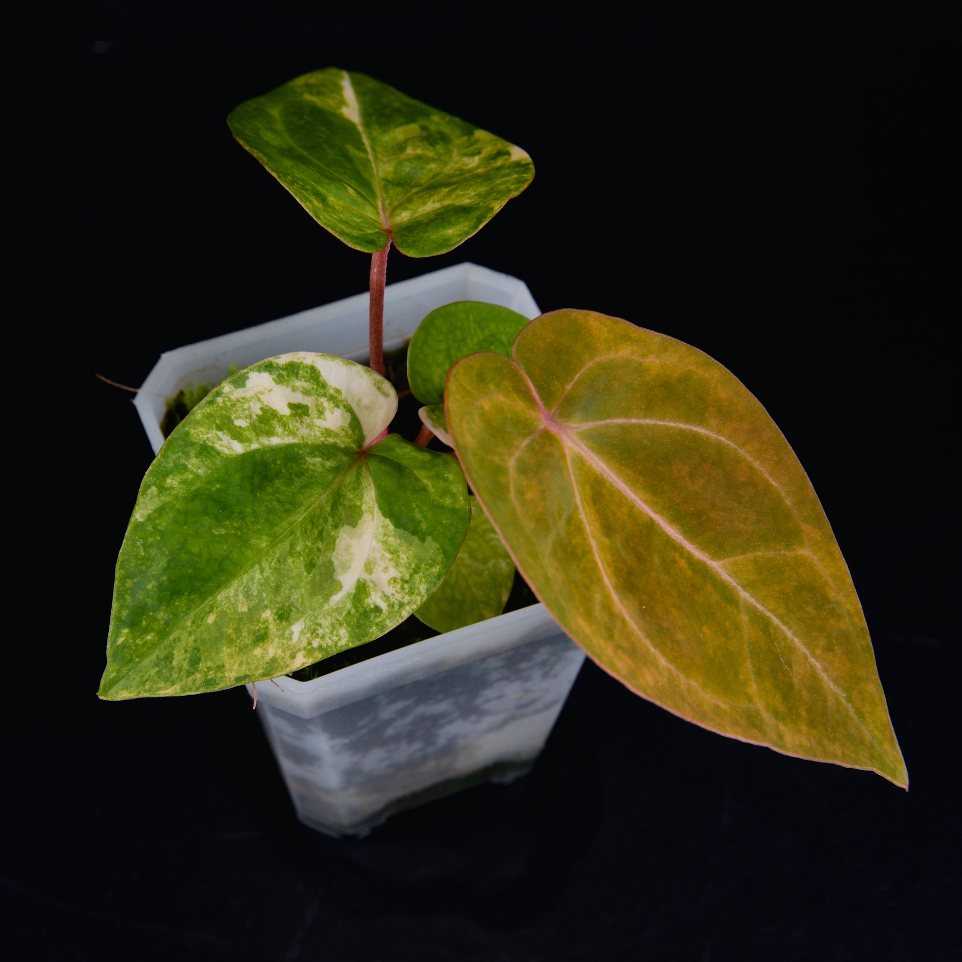 Anthurium 'AM2(Sunset)' x AOS Seedlings A
