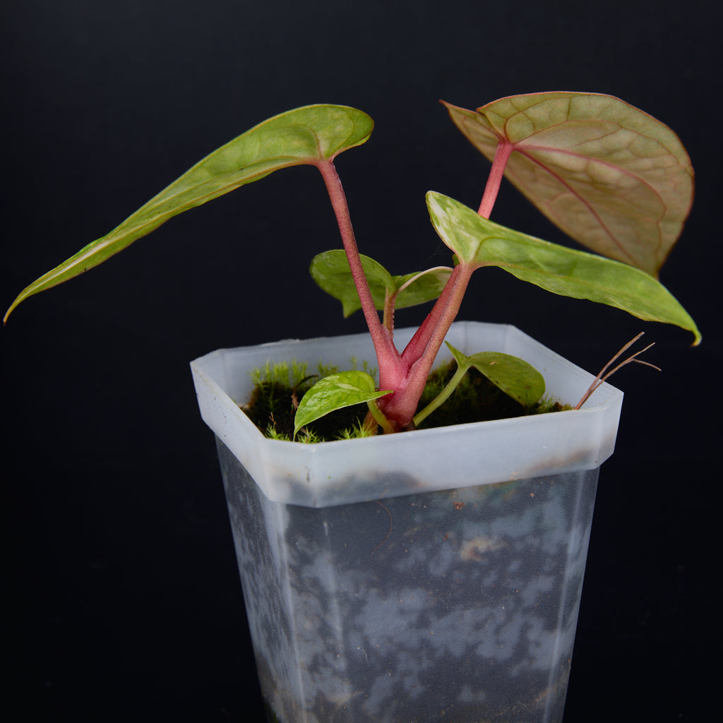 Anthurium 'AM2(Sunset)' x AOS Seedlings A
