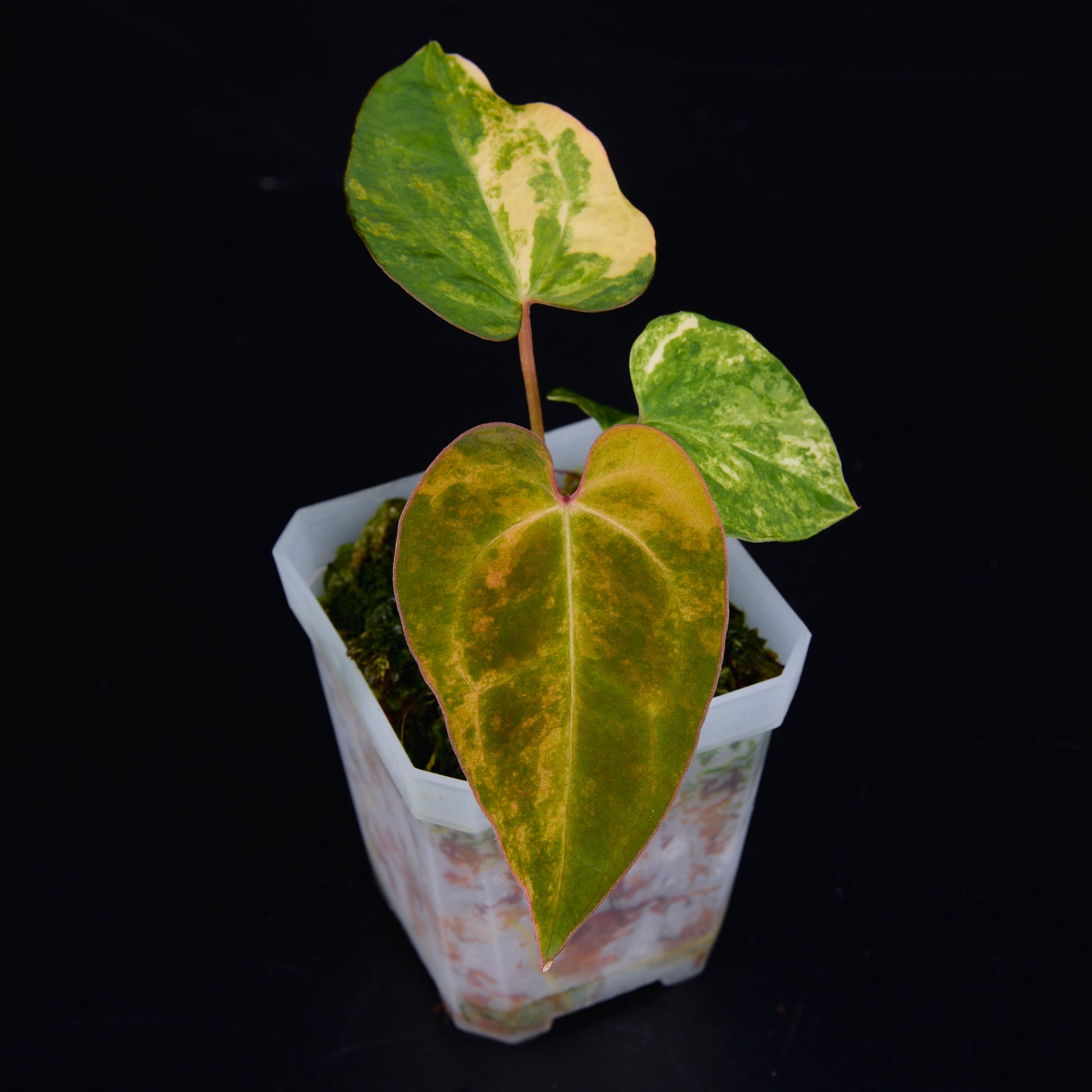 Anthurium 'AM2(Sunset)' x AOS Seedlings B