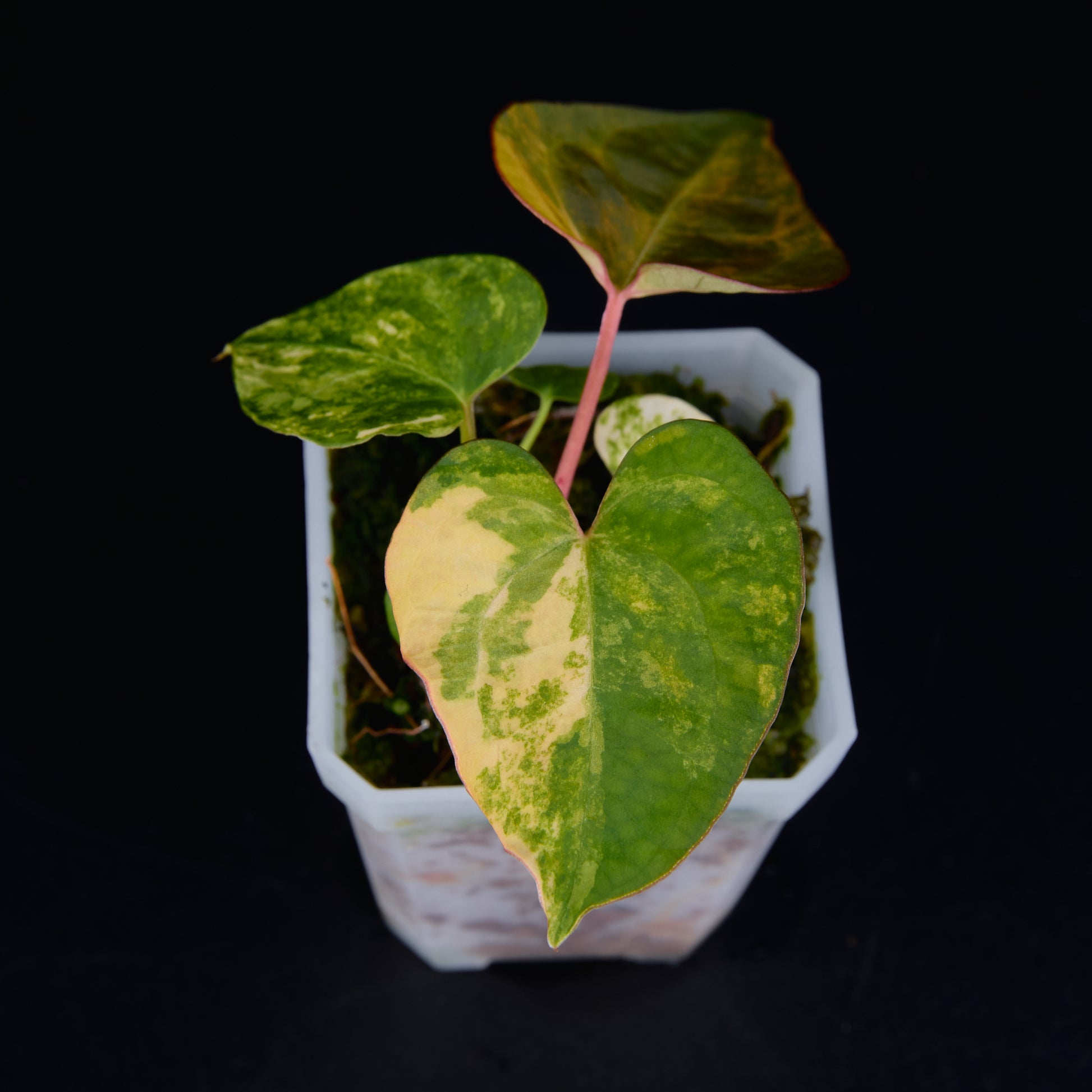 Anthurium 'AM2(Sunset)' x AOS Seedlings B
