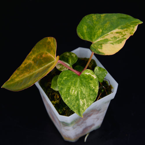 Anthurium 'AM2(Sunset)' x AOS Seedlings B