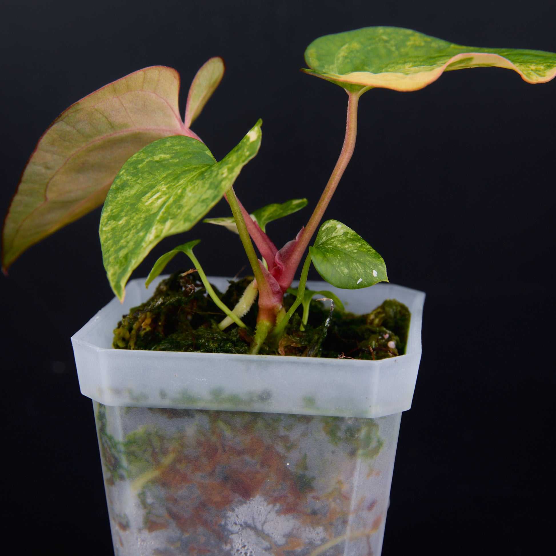 Anthurium 'AM2(Sunset)' x AOS Seedlings B
